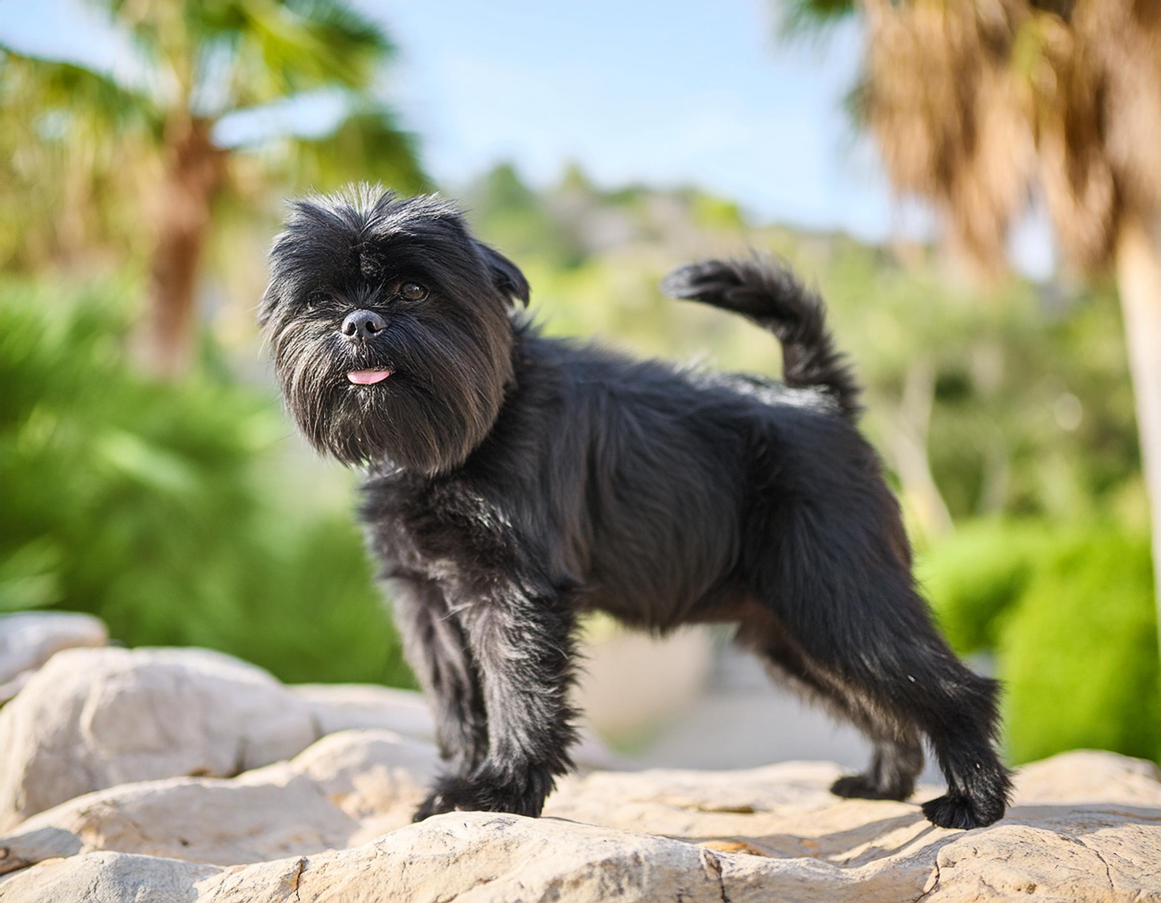 Affenpinscher