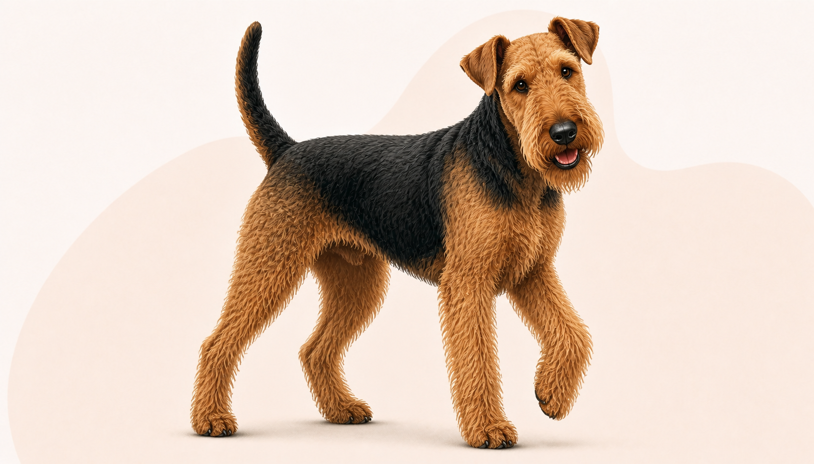 Airedaleterrier