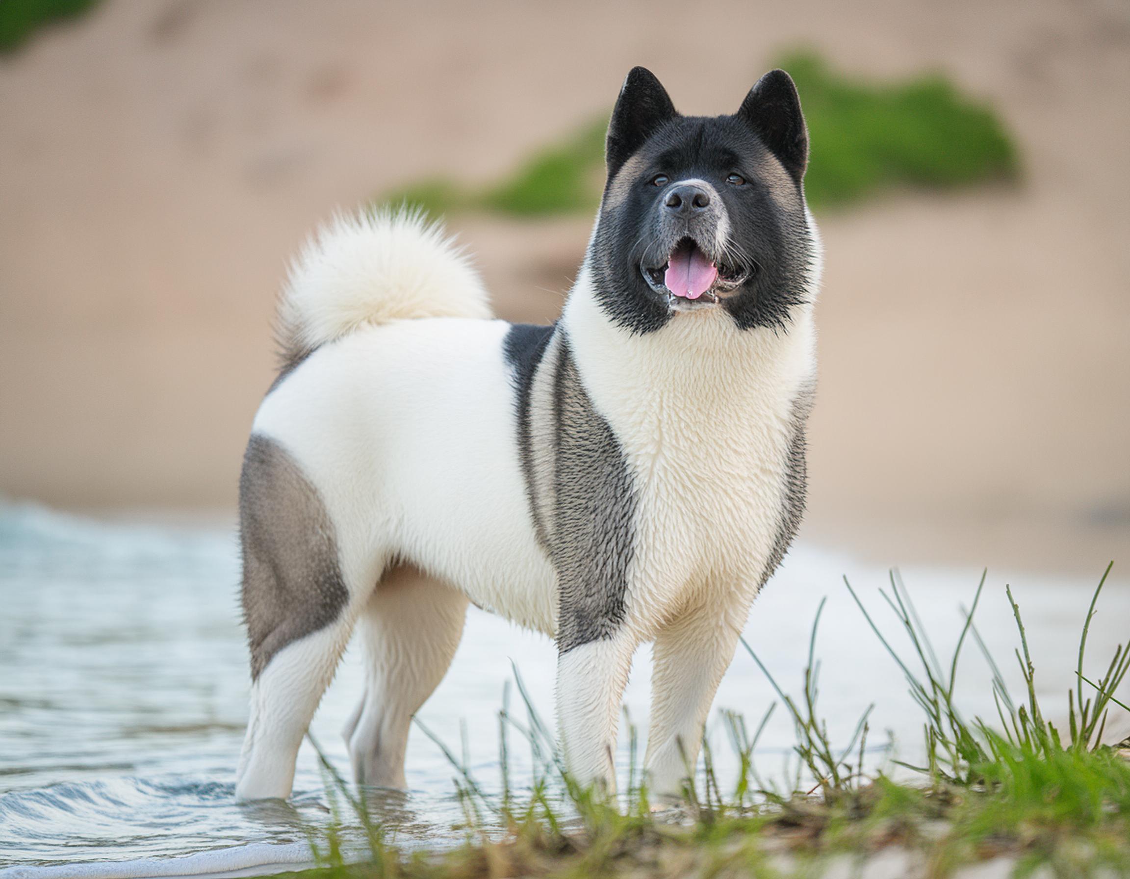 American akita