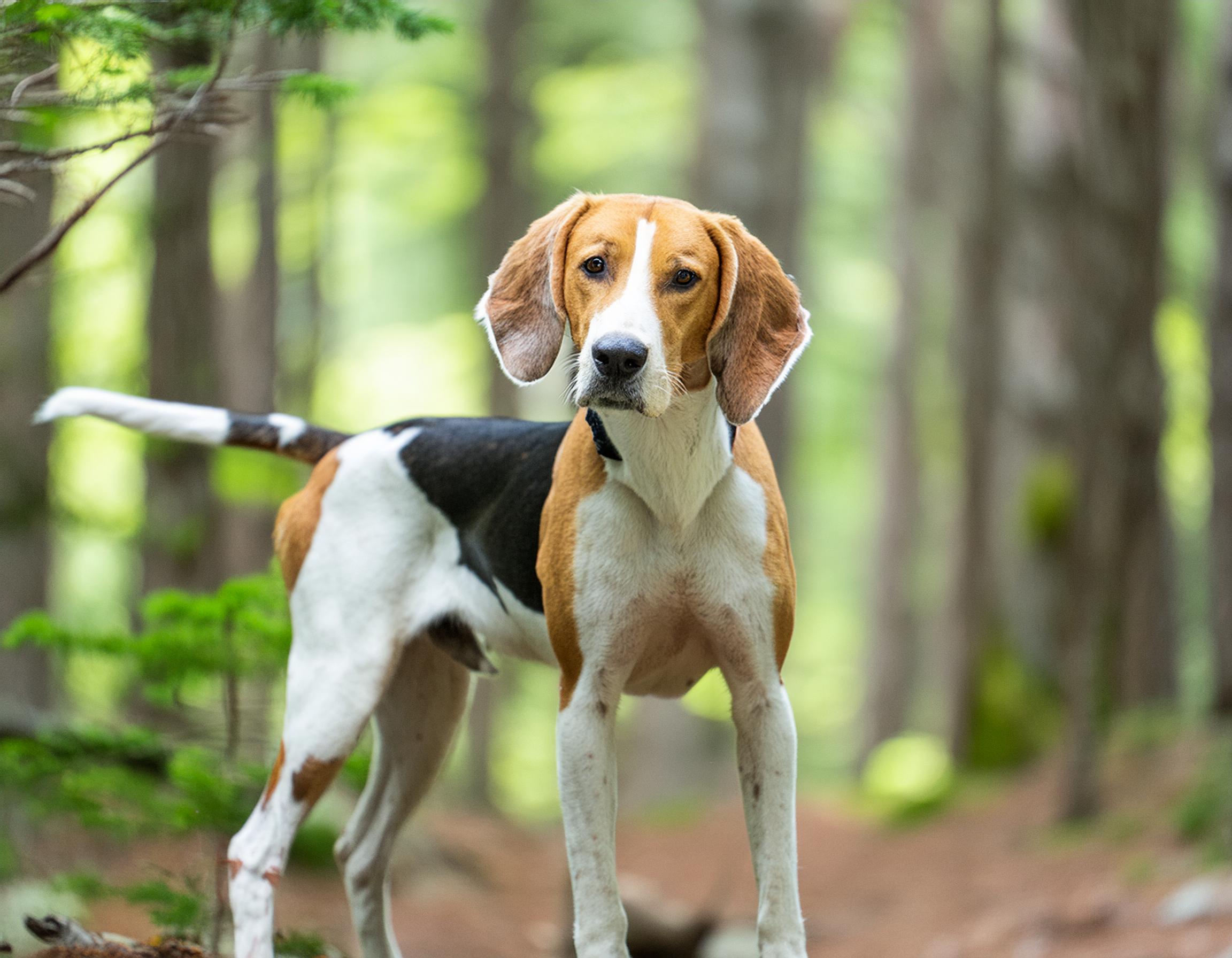 American foxhound