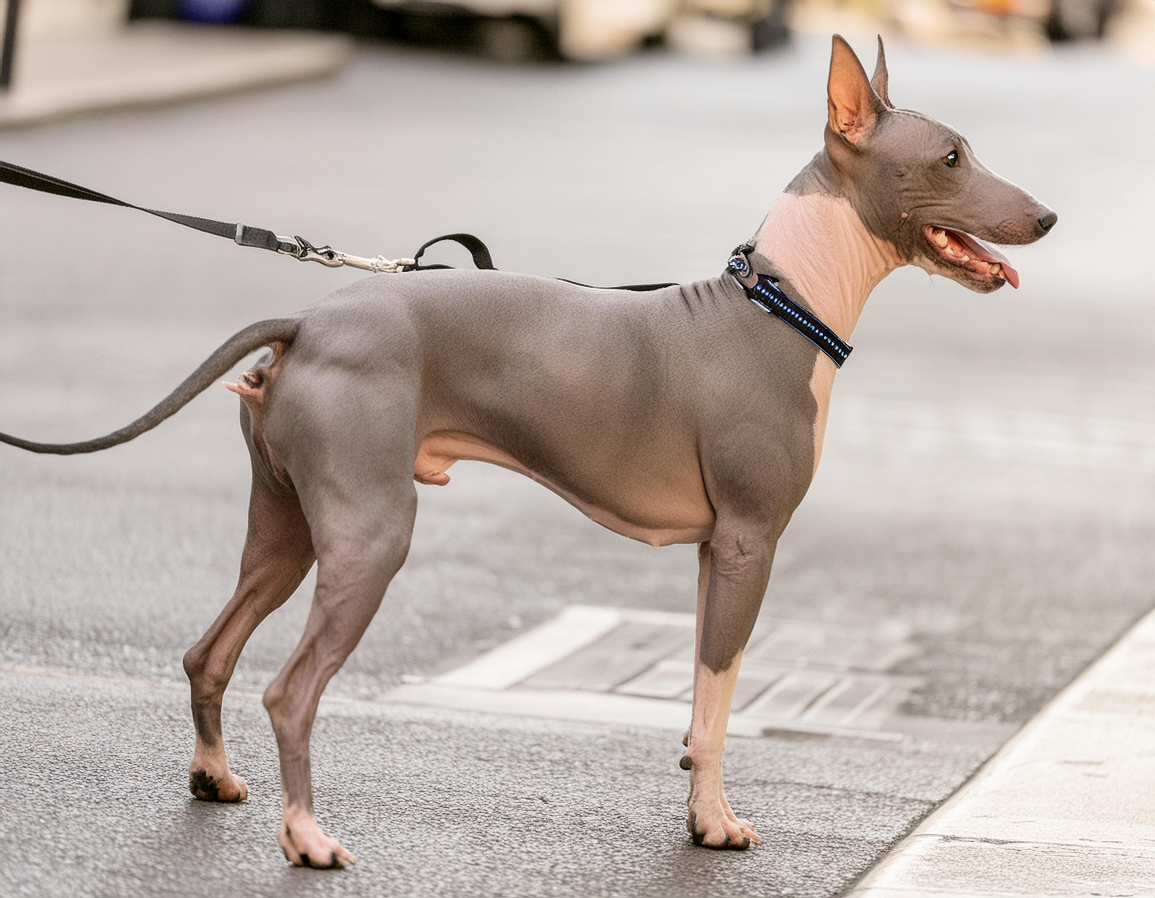 American hairless terrier