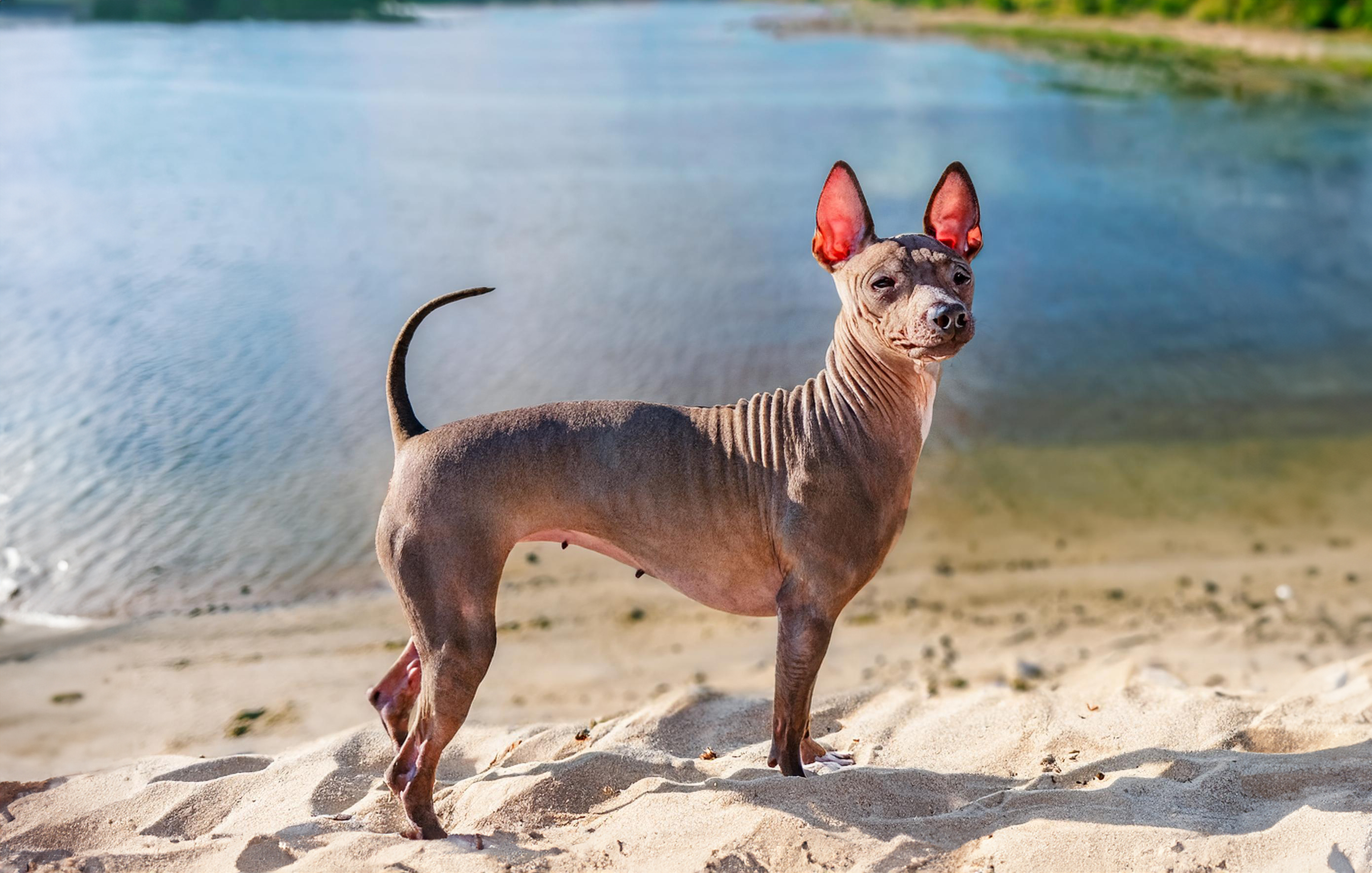 American hairless terrier