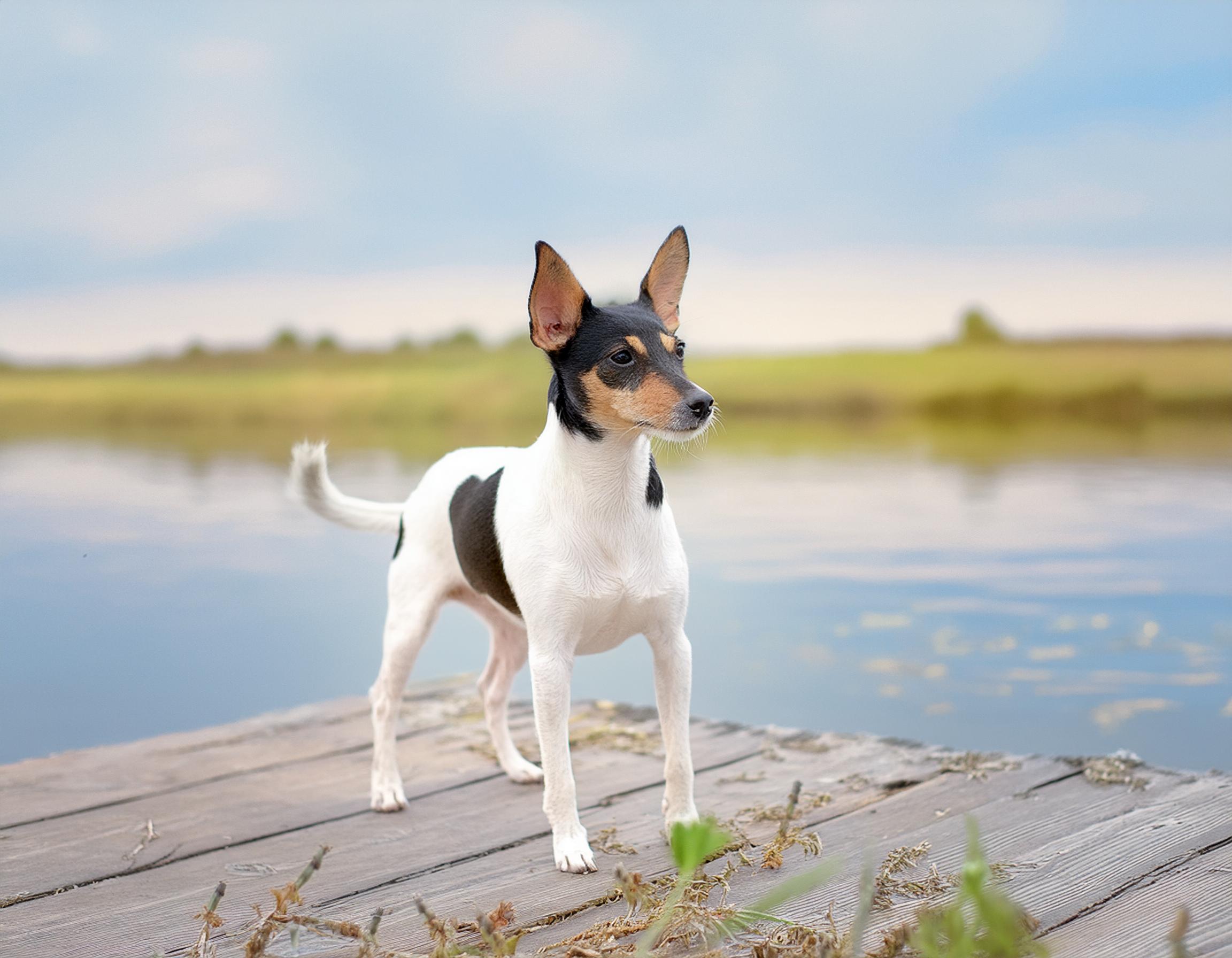 American toy fox terrier