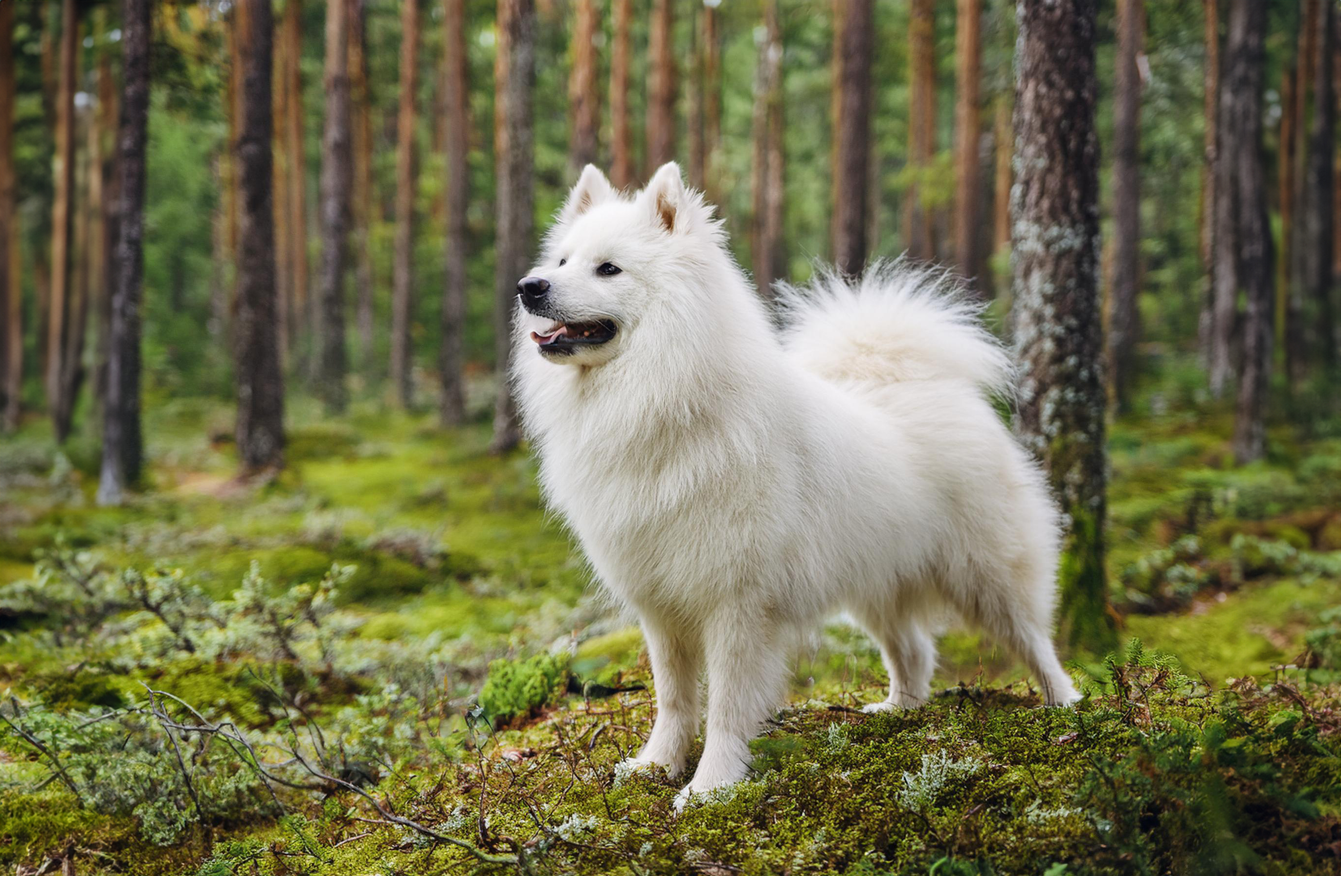 American eskimo dog