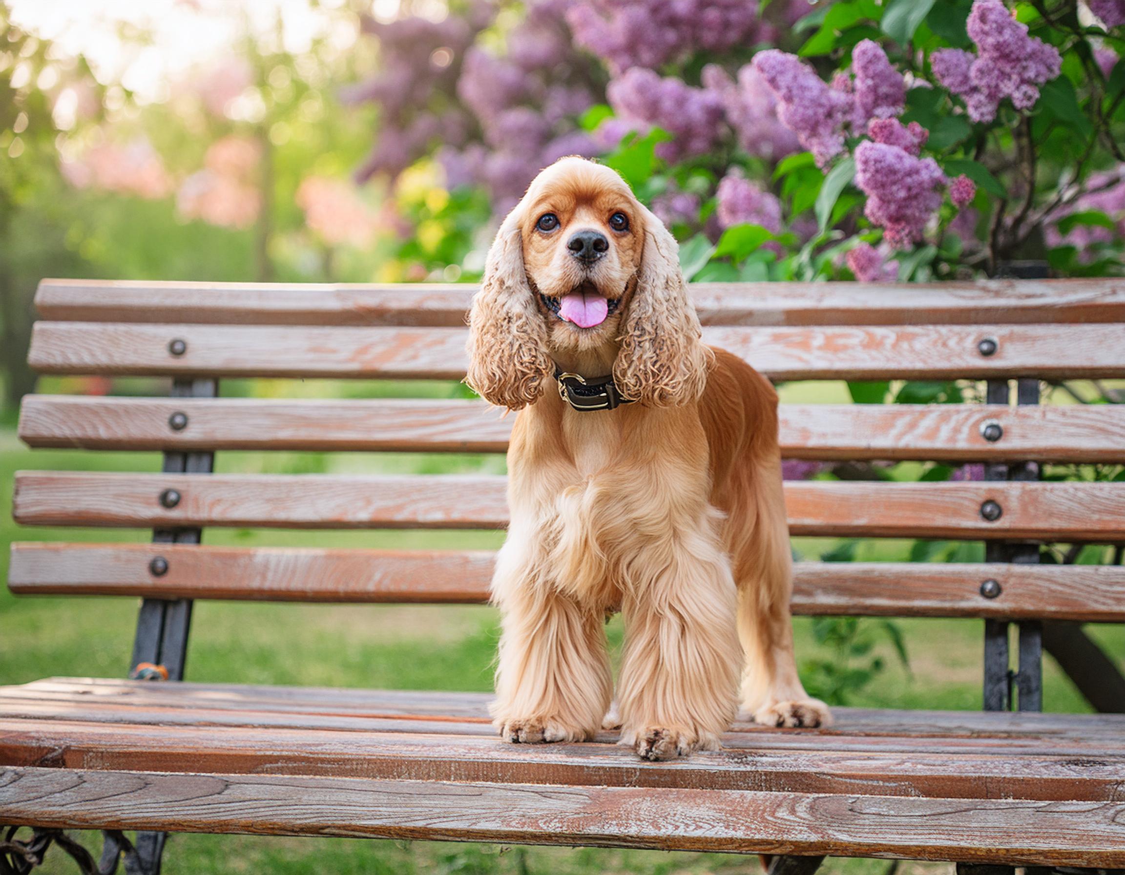 Amerikansk cocker spaniel