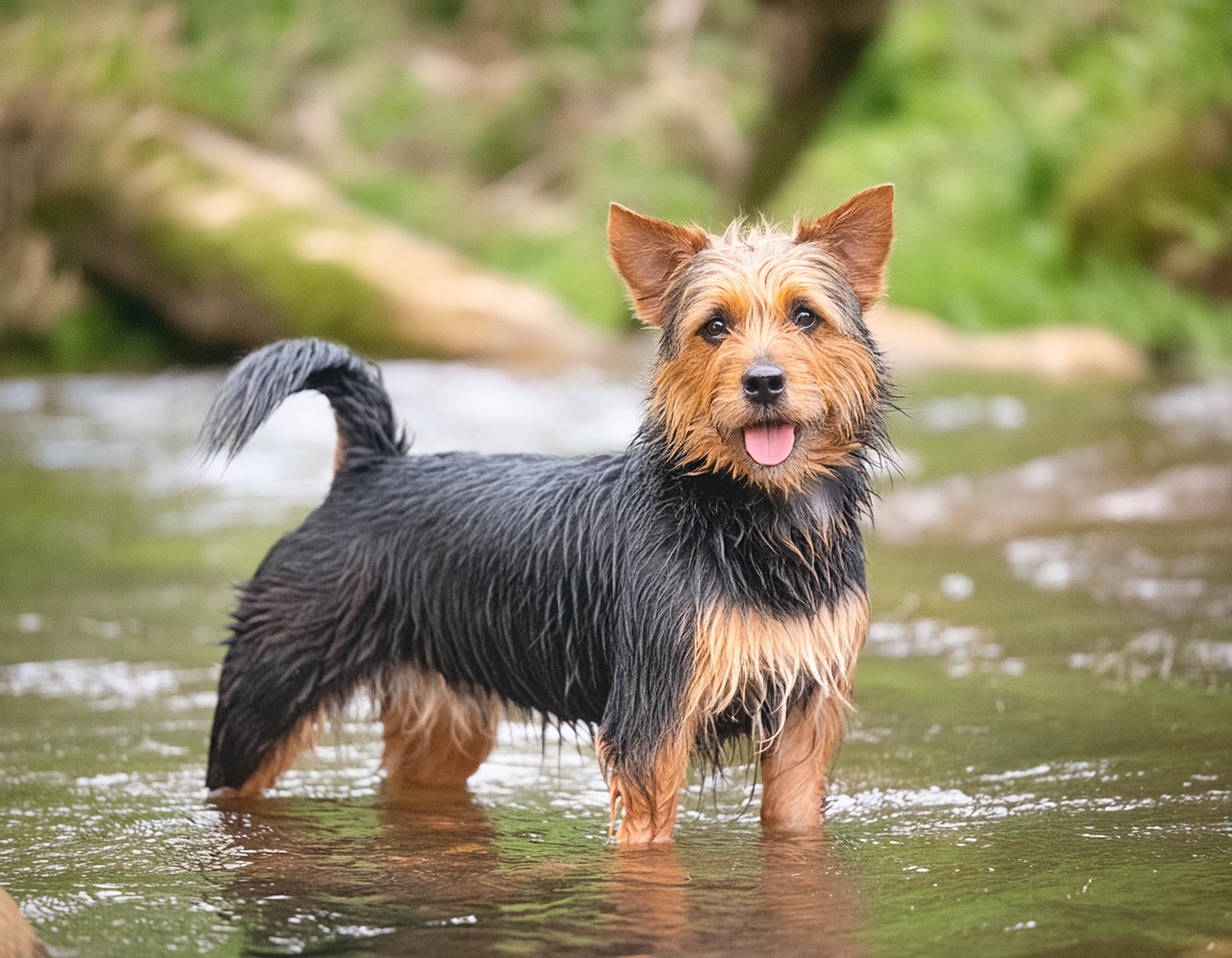 Australisk terrier