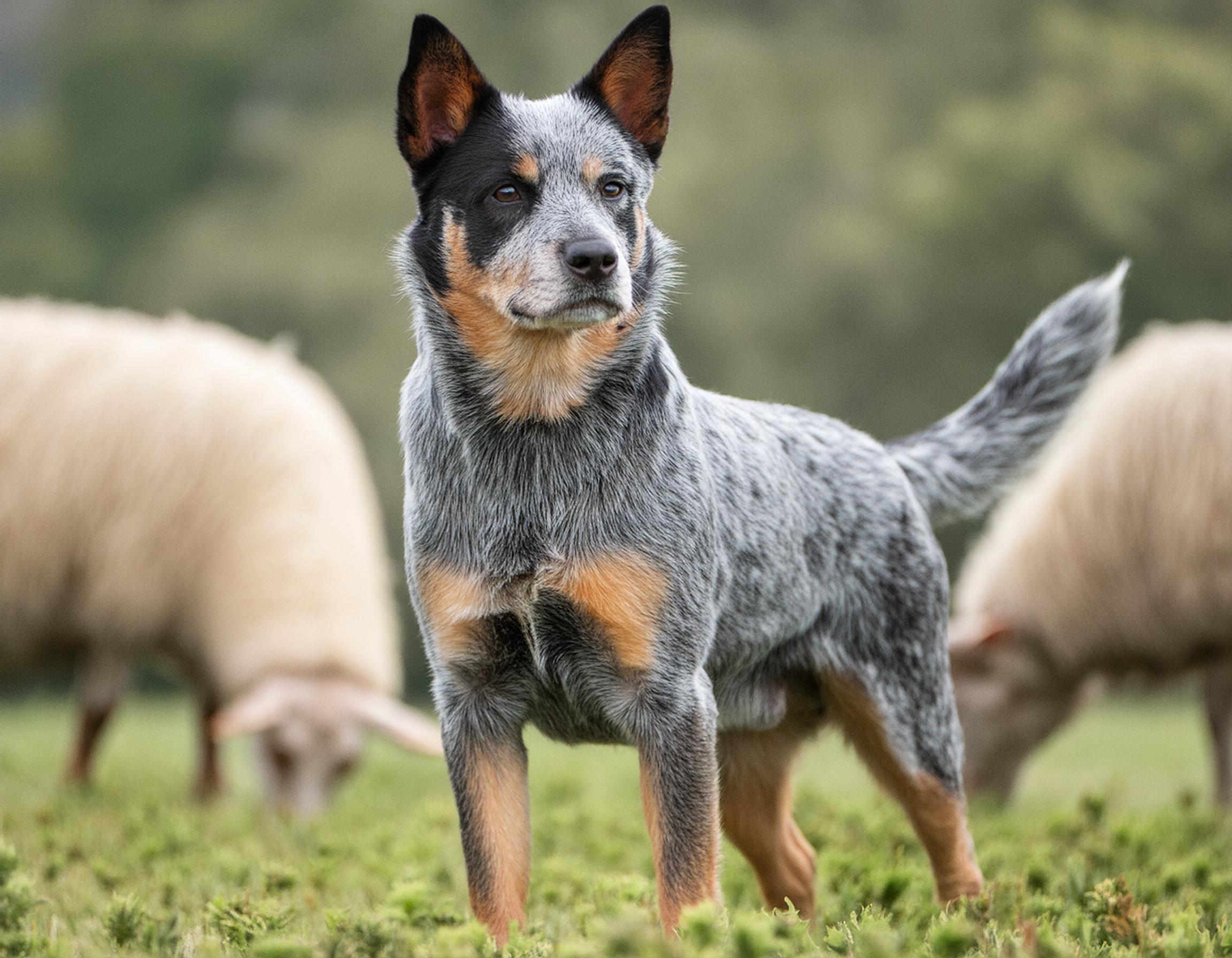 Australian cattledog