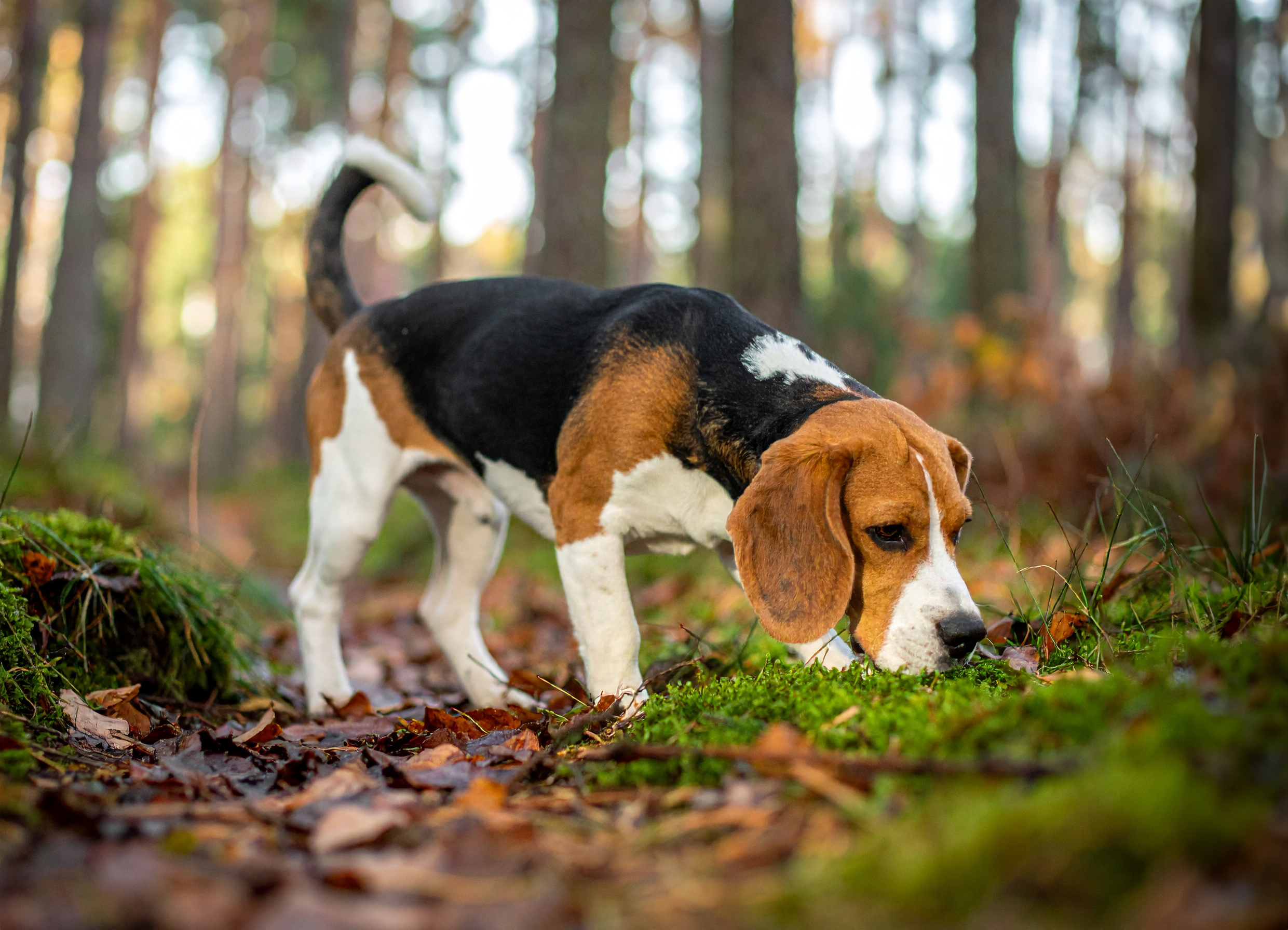 Beagle
