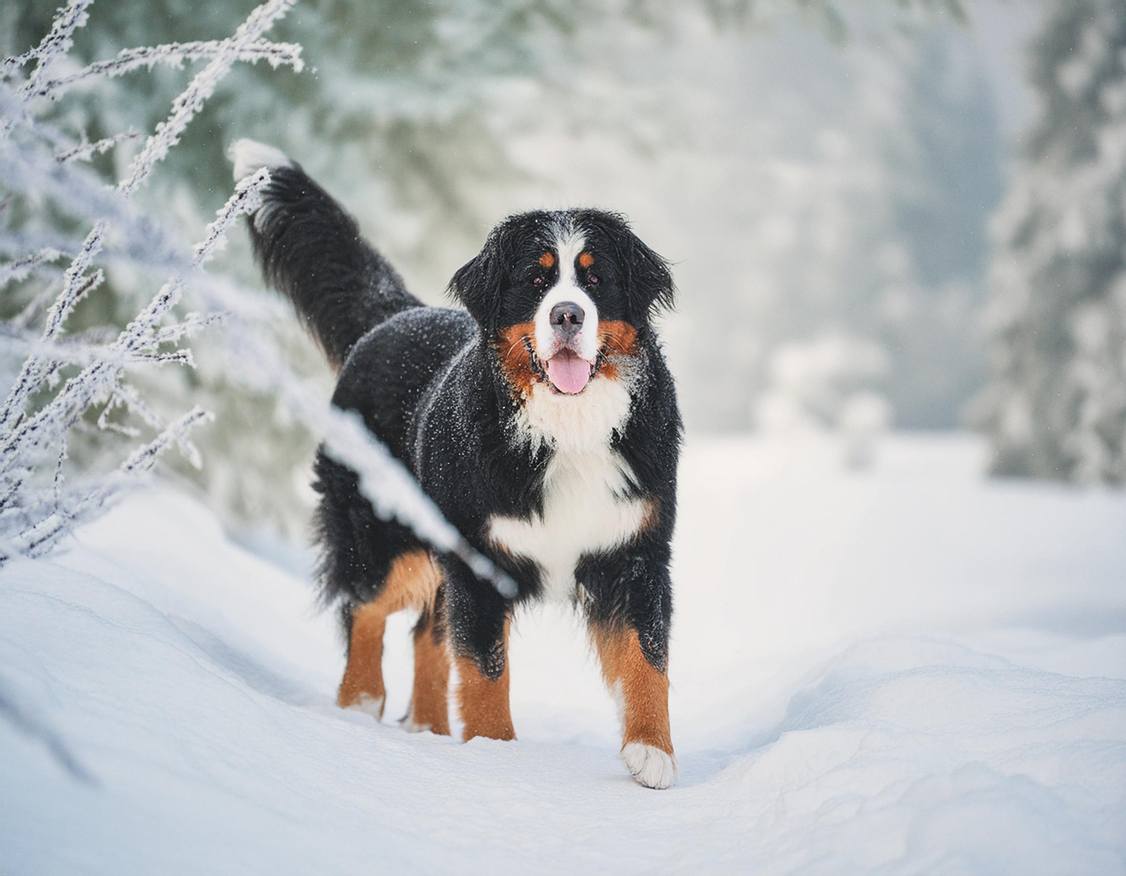 Berner sennenhund