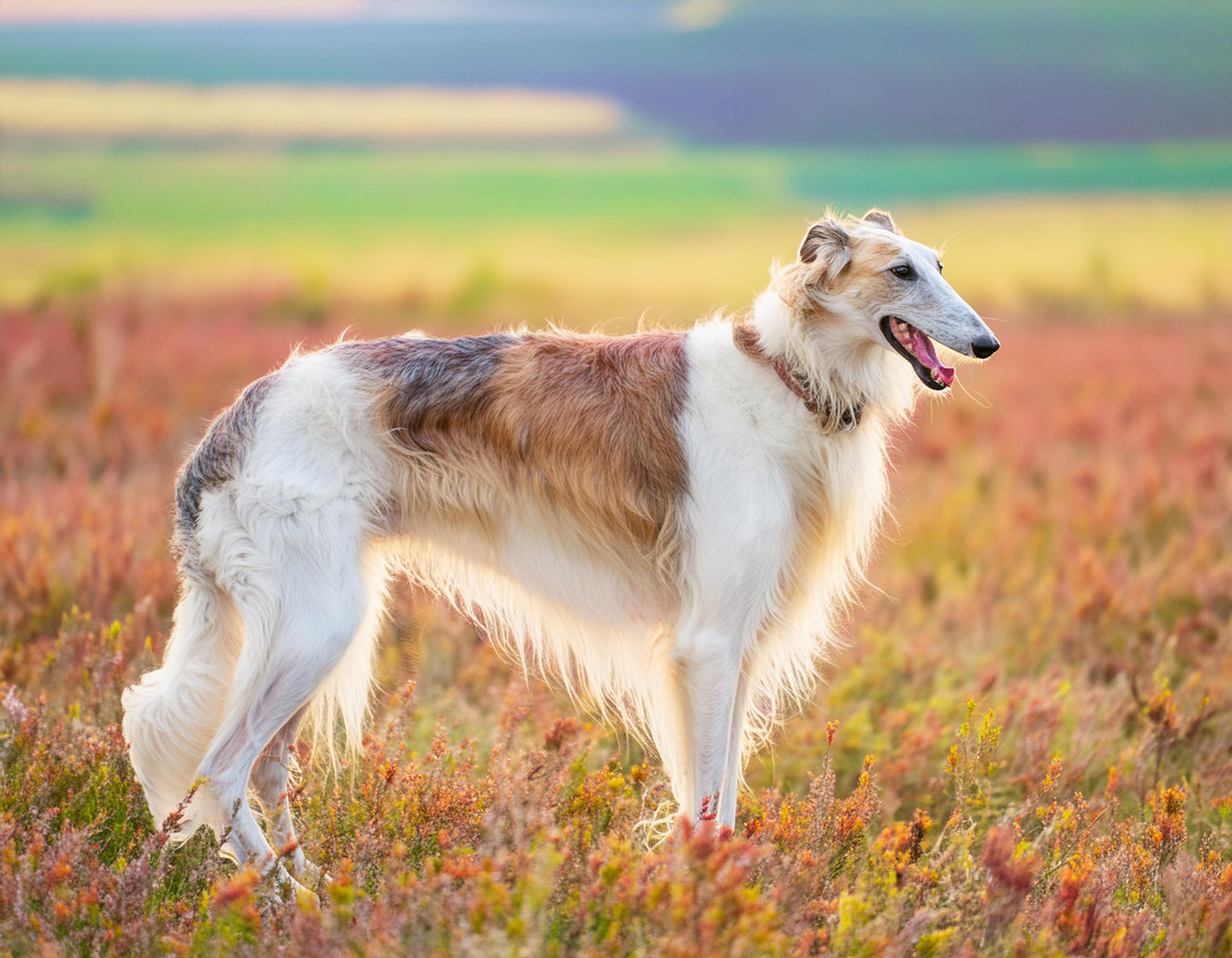 Borzoi