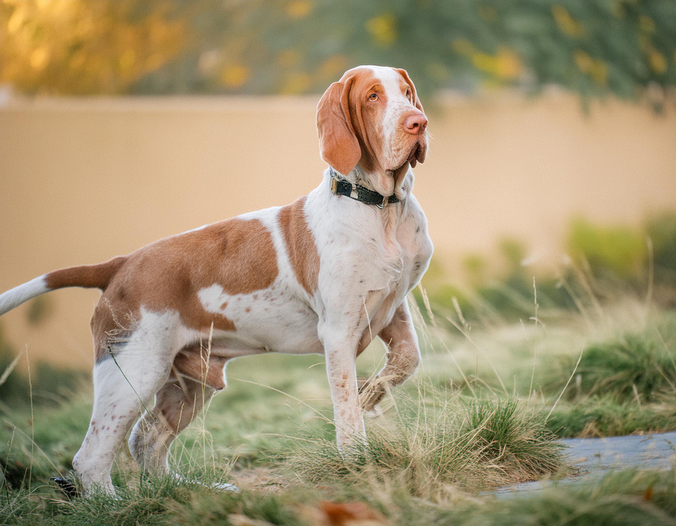 Bracco italiano