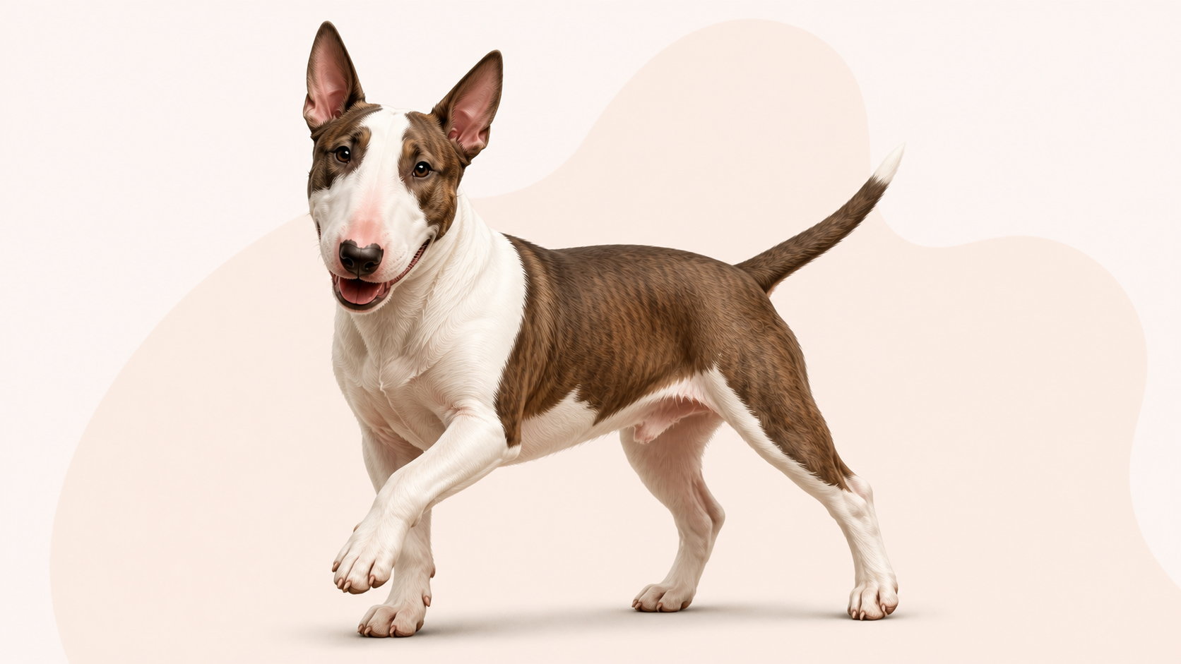 Bullterrier