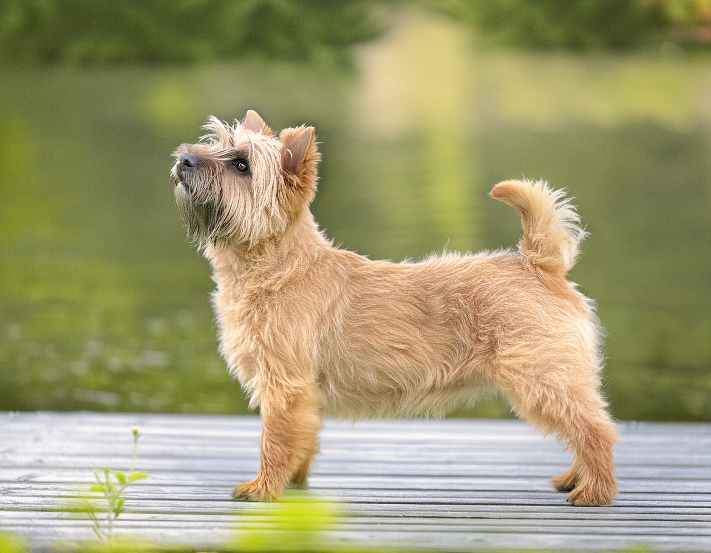 Cairnterrier