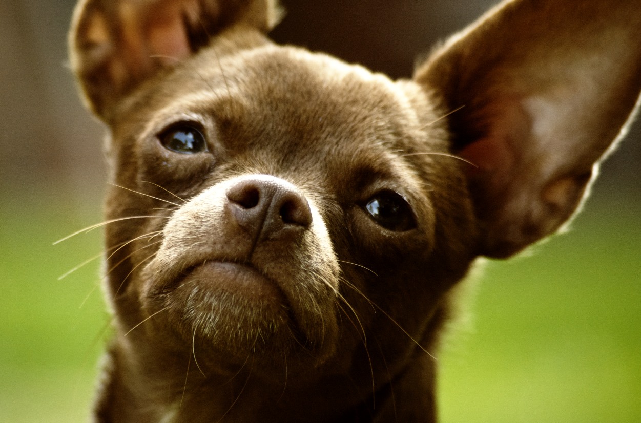 Chihuahua Korthårig