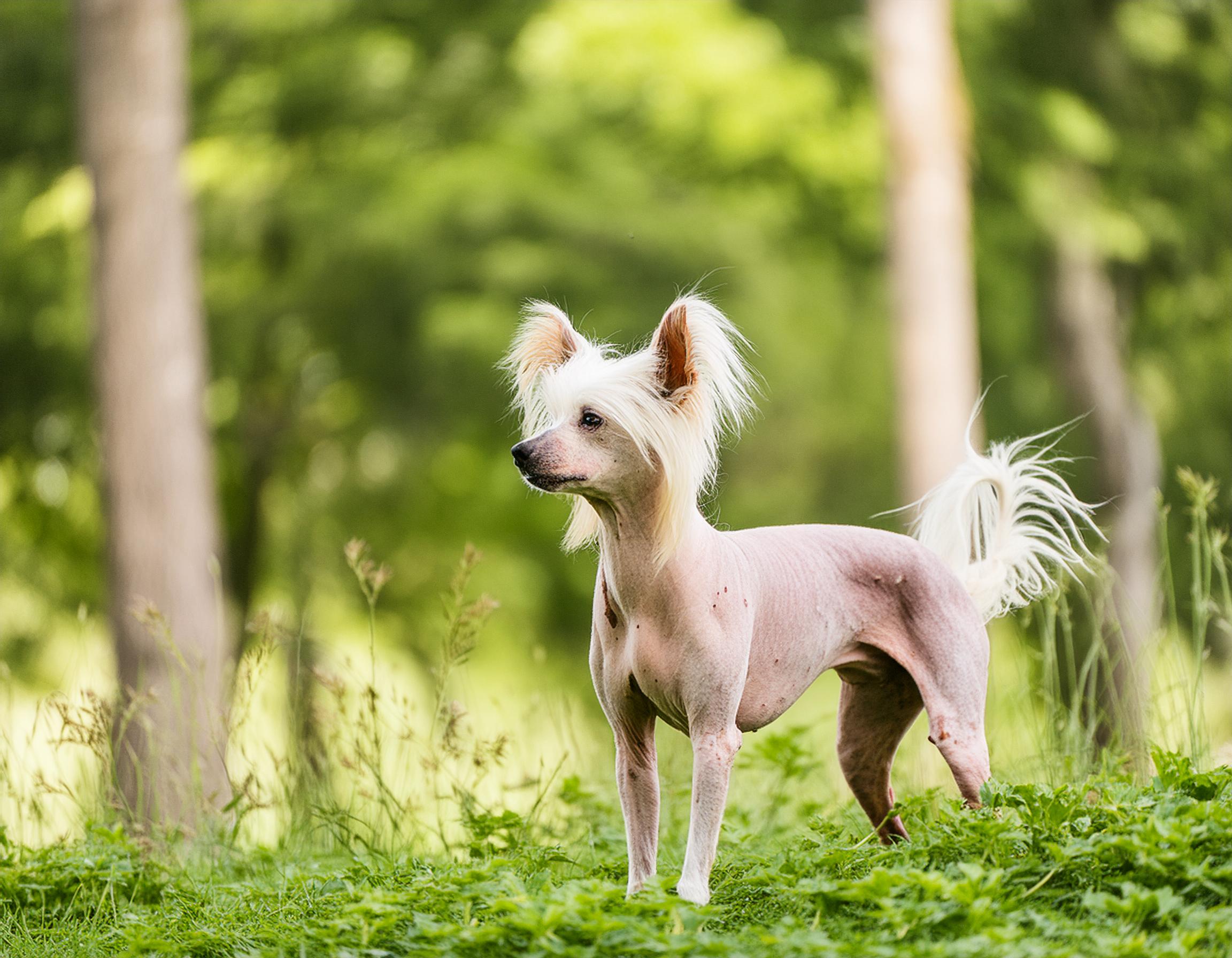 Chinese crested dog