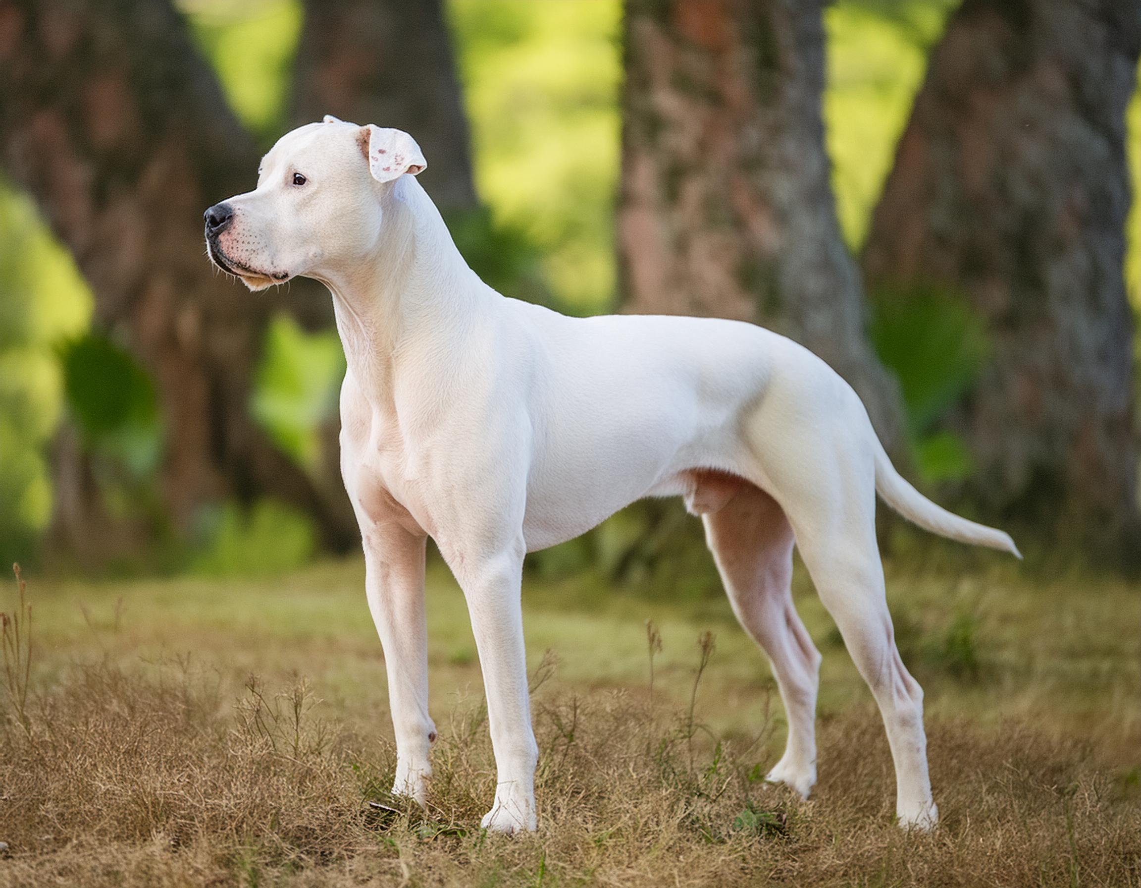Dogo argentino