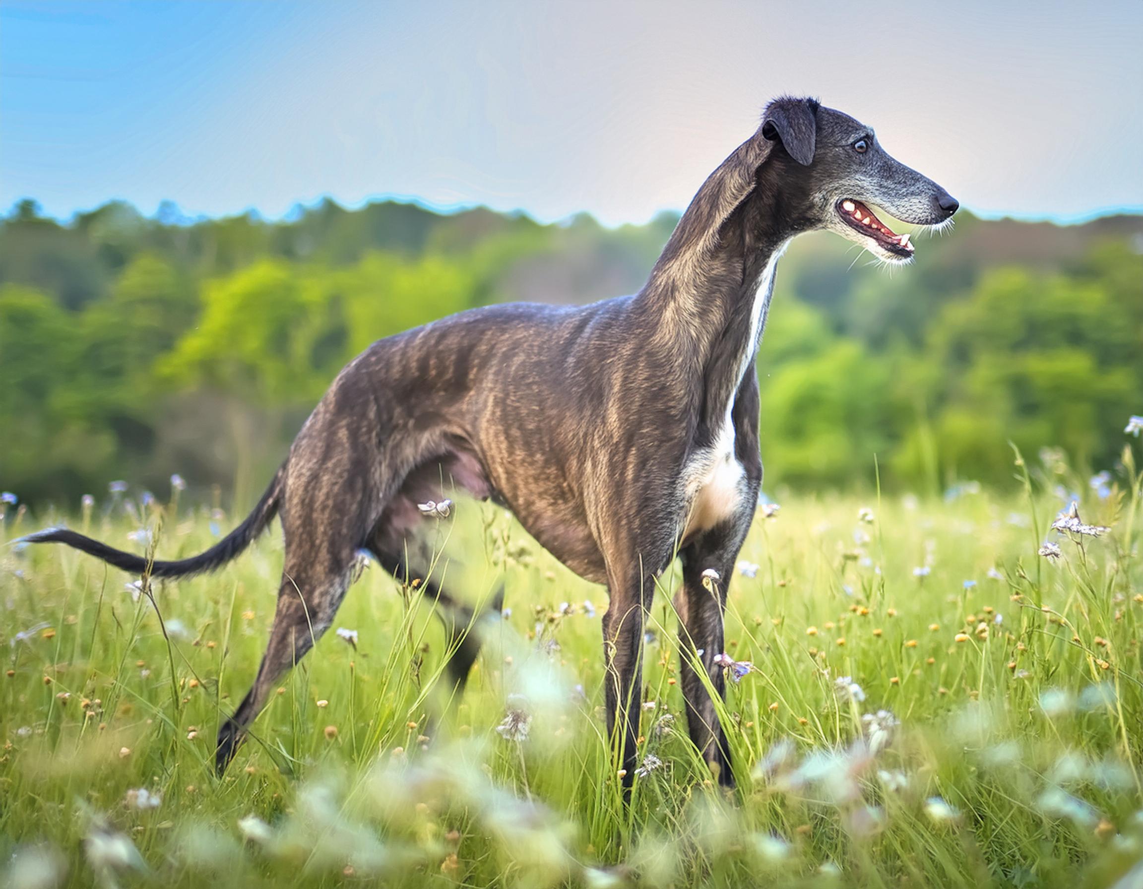 Greyhound