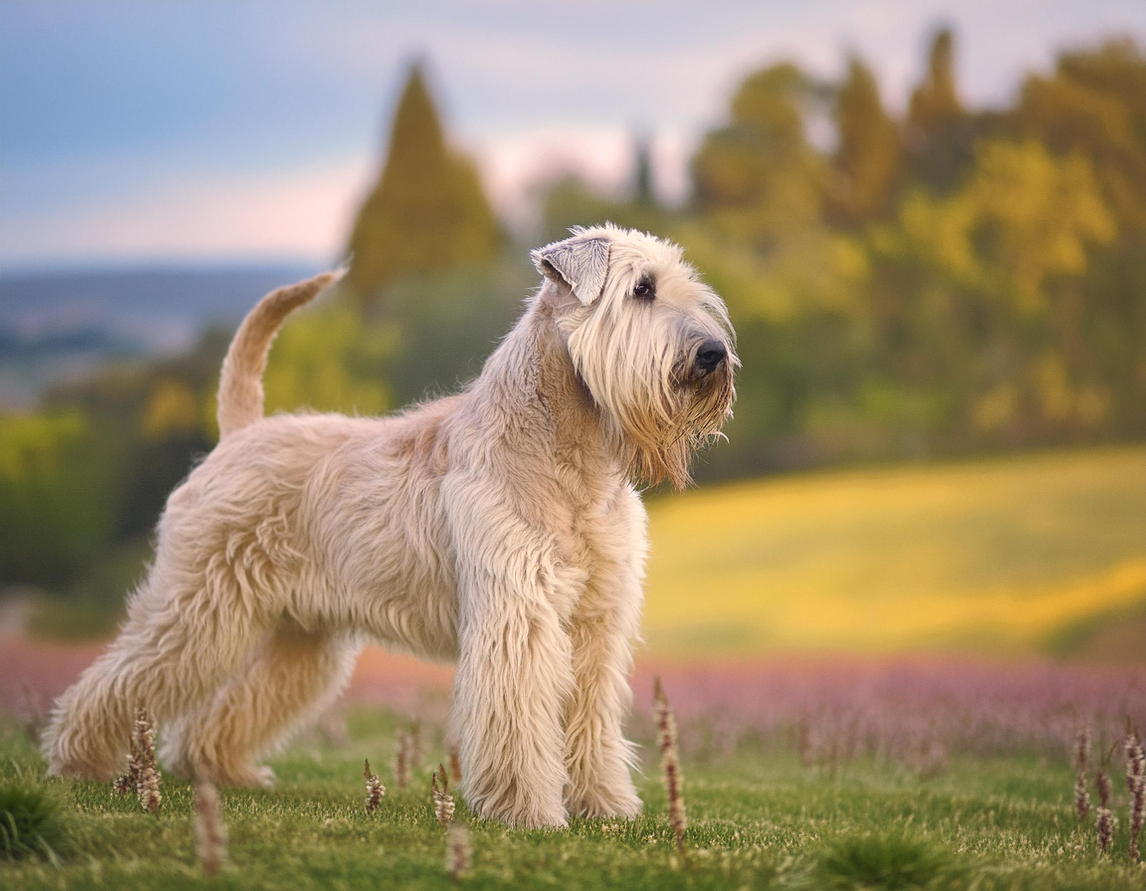 Irish wheaten fashion dog