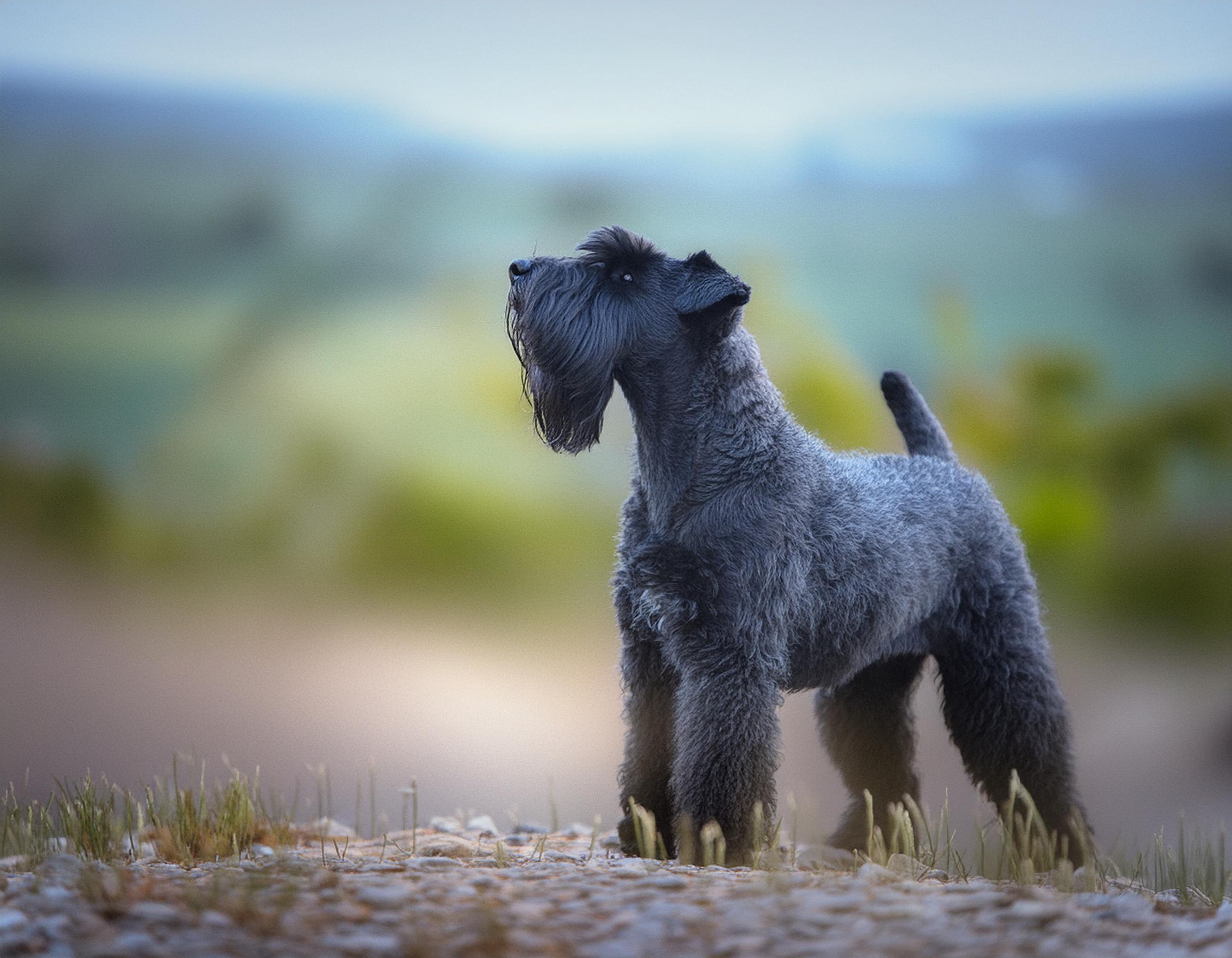 Kerry fashion blue terrier olx