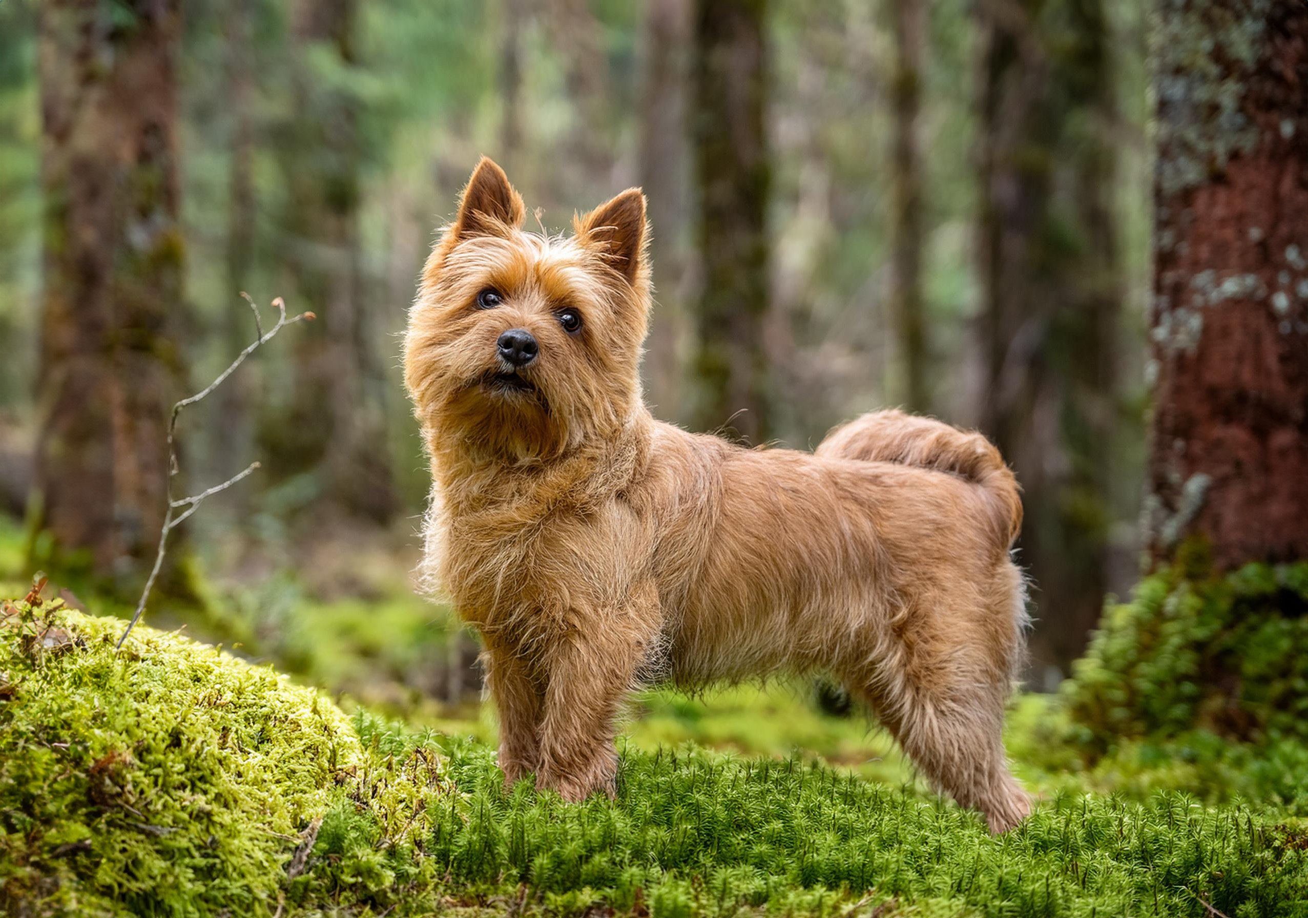 Norwichterrier