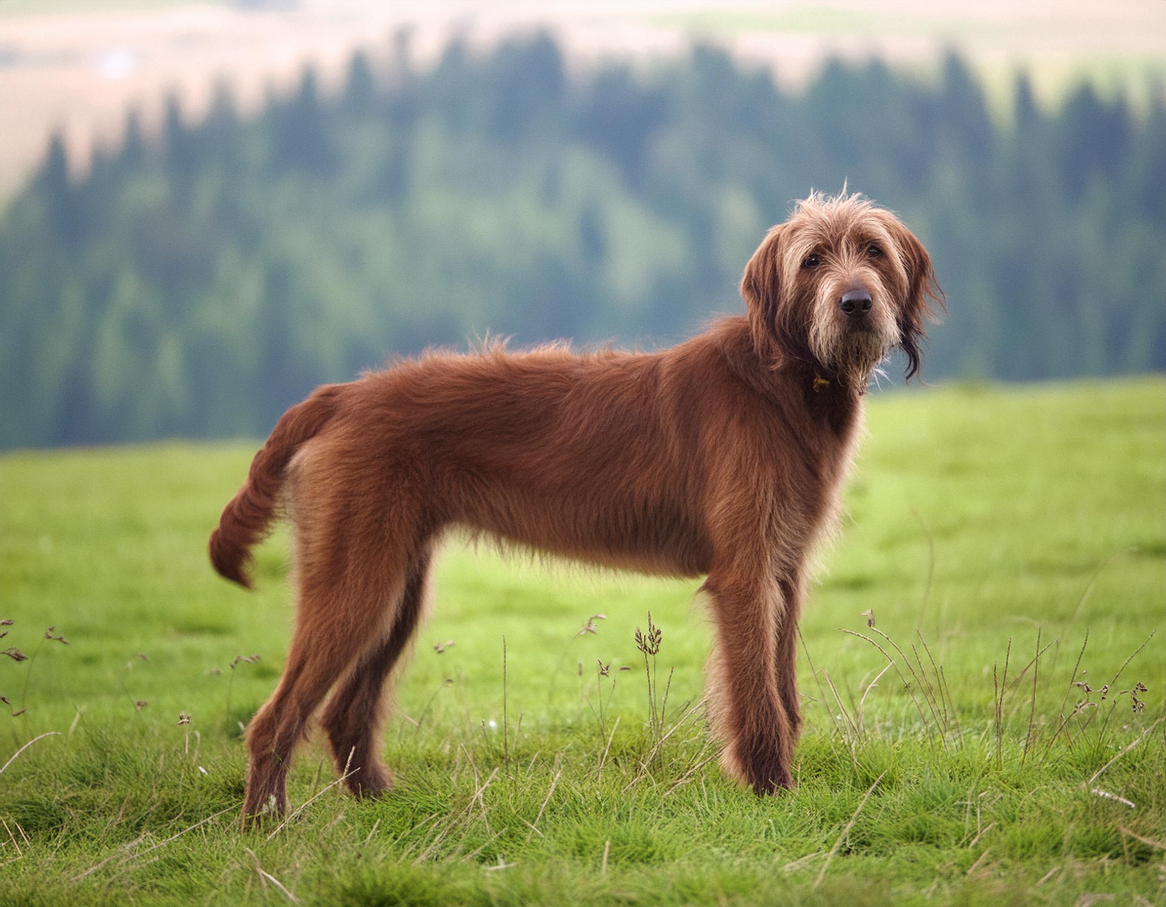 Pudelpointer - hundrasguiden.se