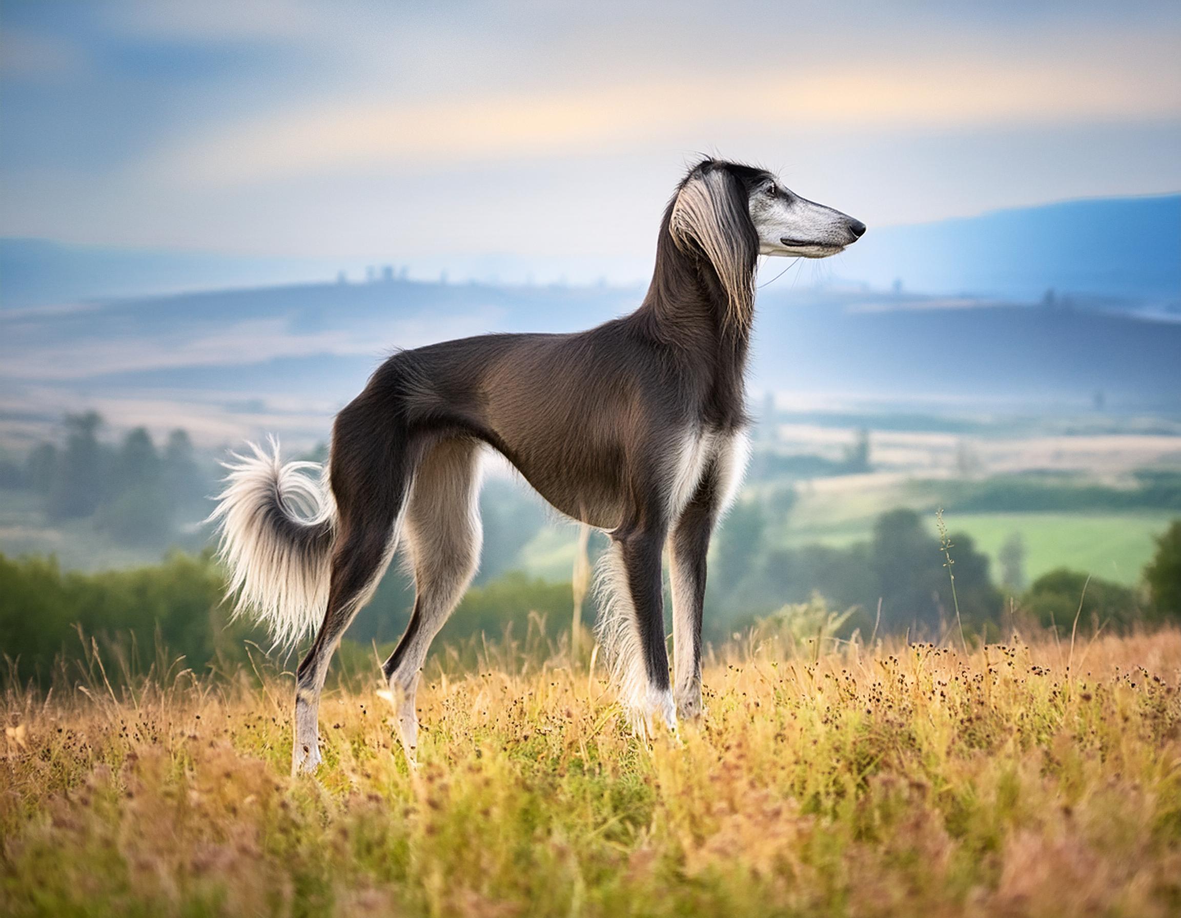 Saluki