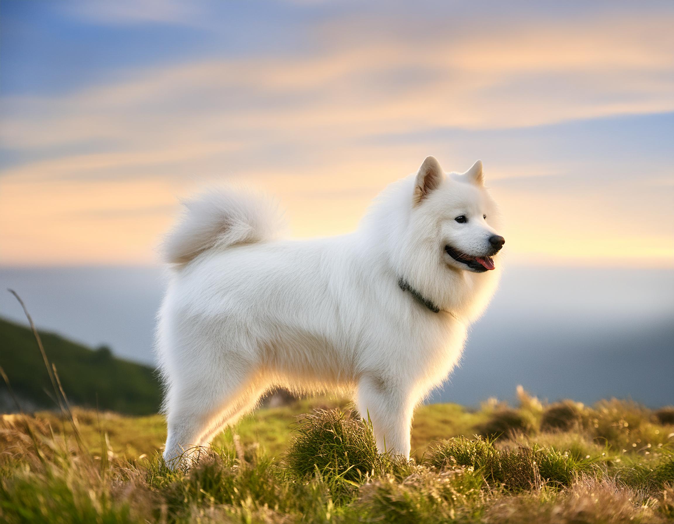 Samojedhund