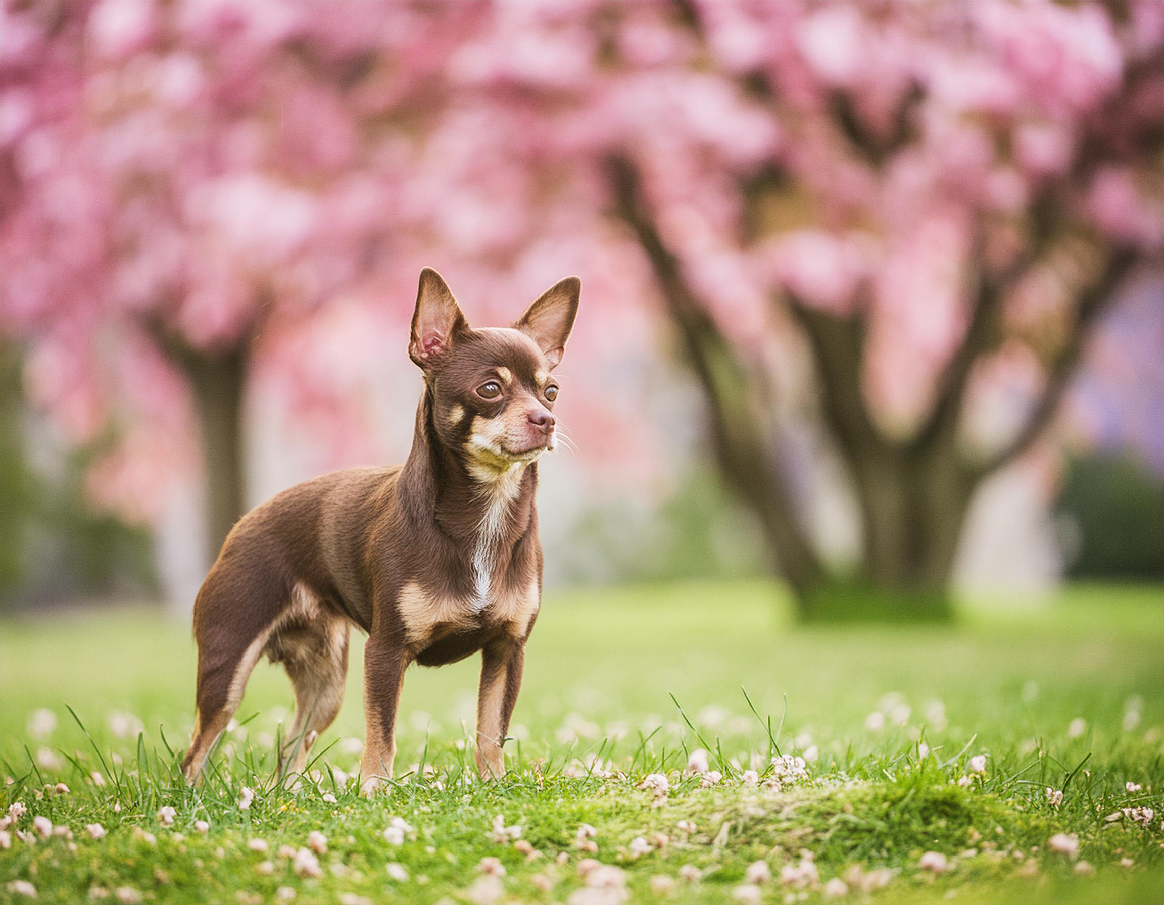 Chihuahua, Korthårig