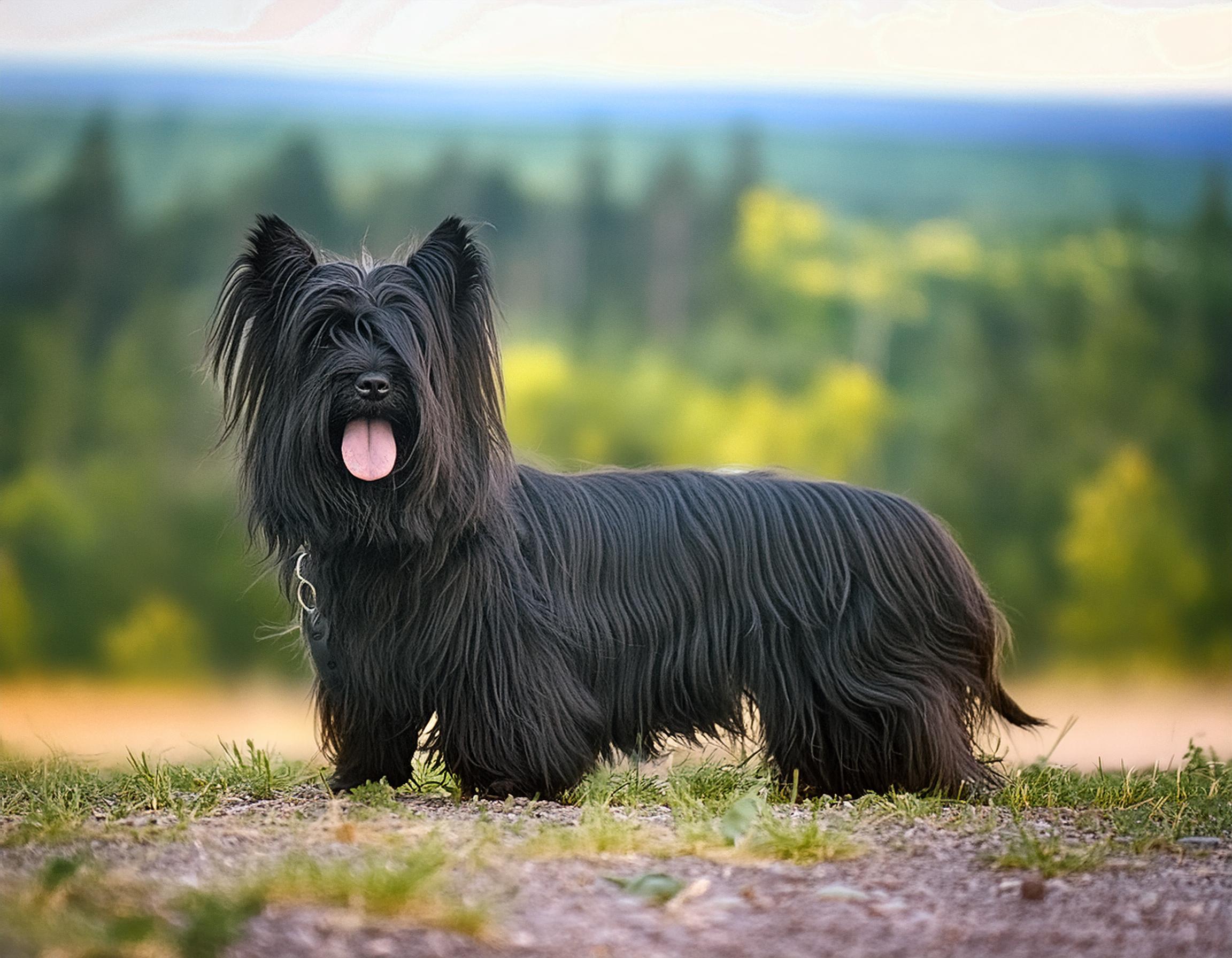 Skyeterrier