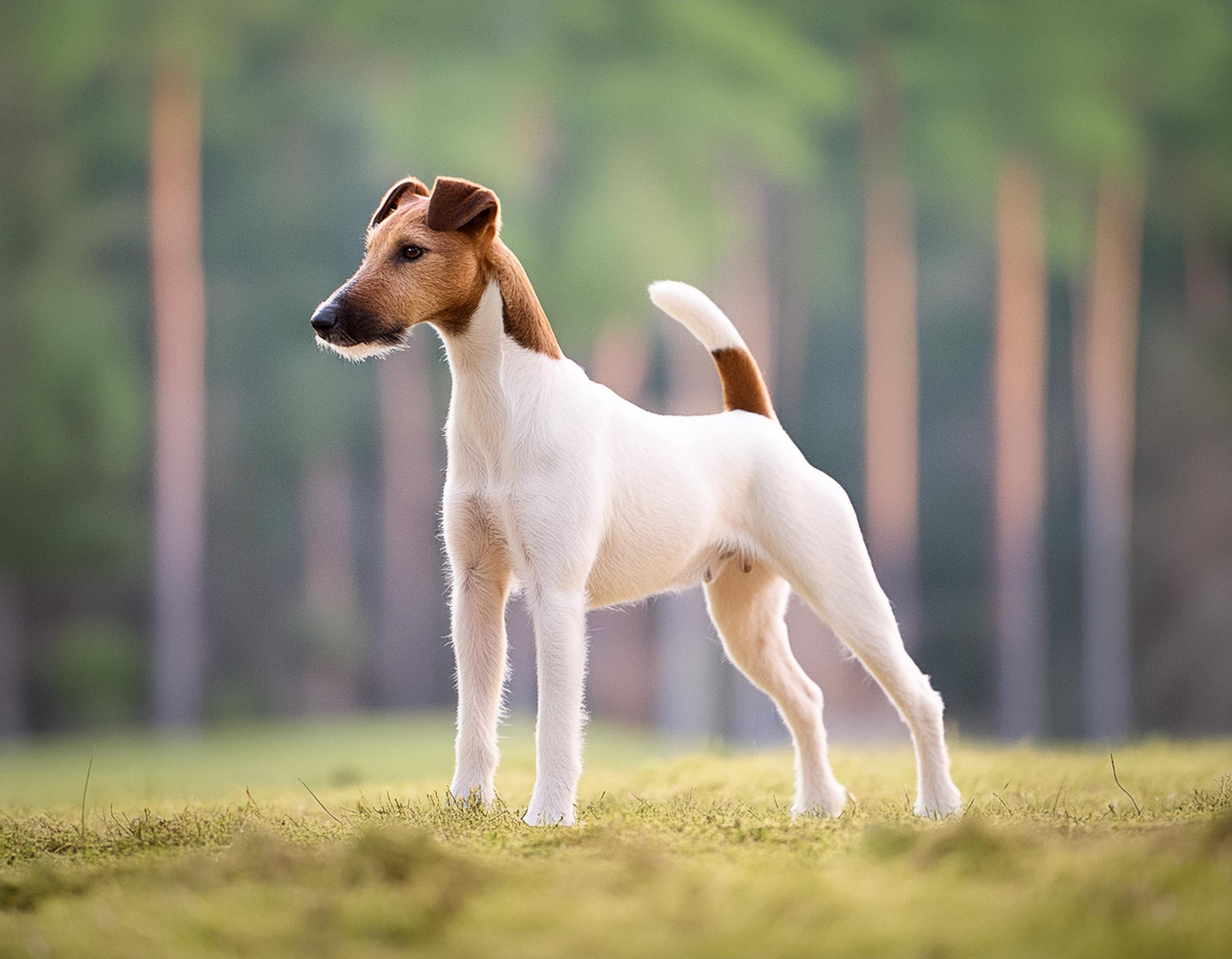 Släthårig foxterrier