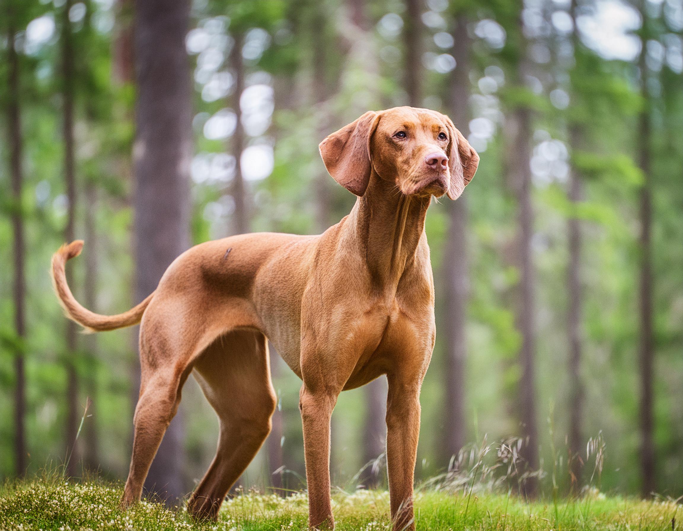 Ungersk vizsla, korthårig