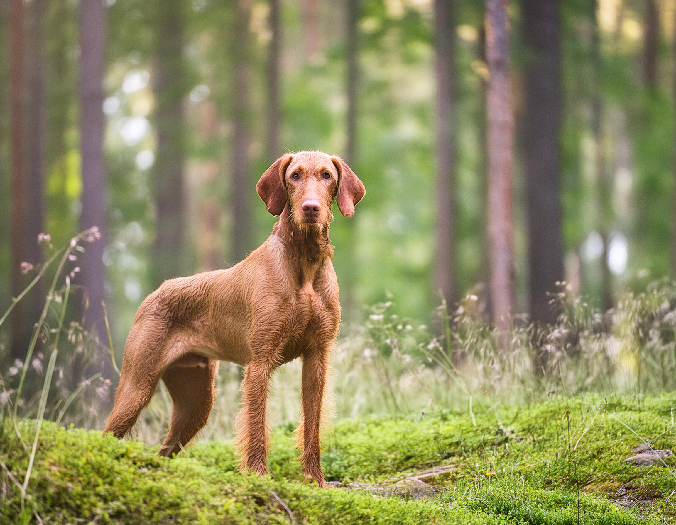 Ungersk vizsla, strävhårig