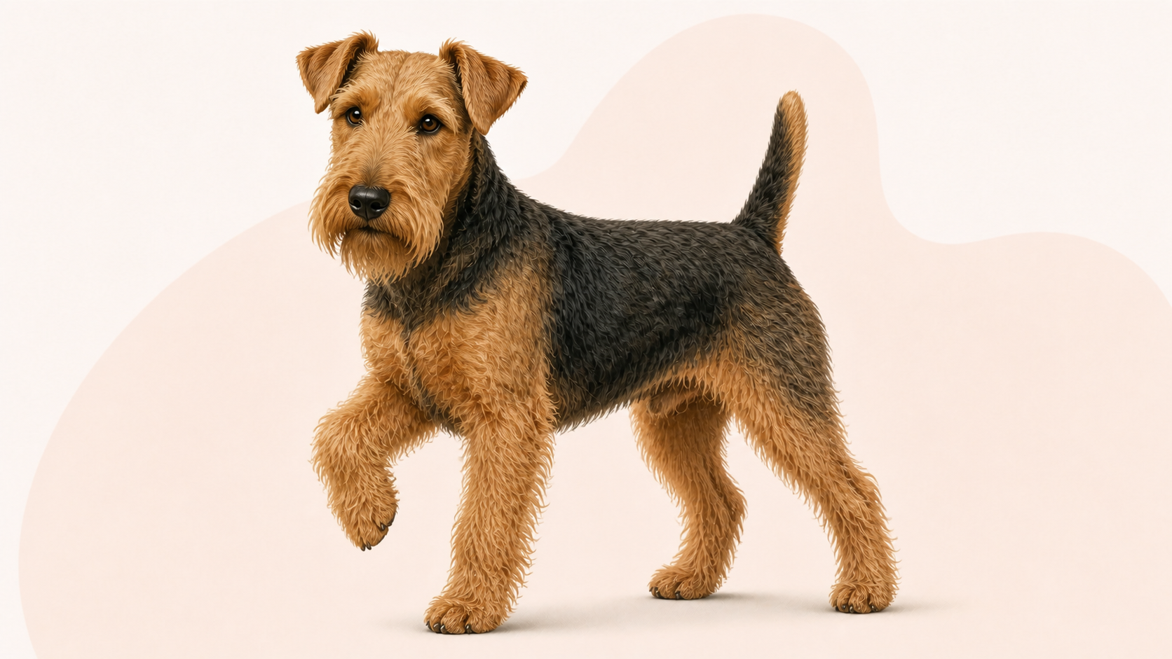 Welshterrier