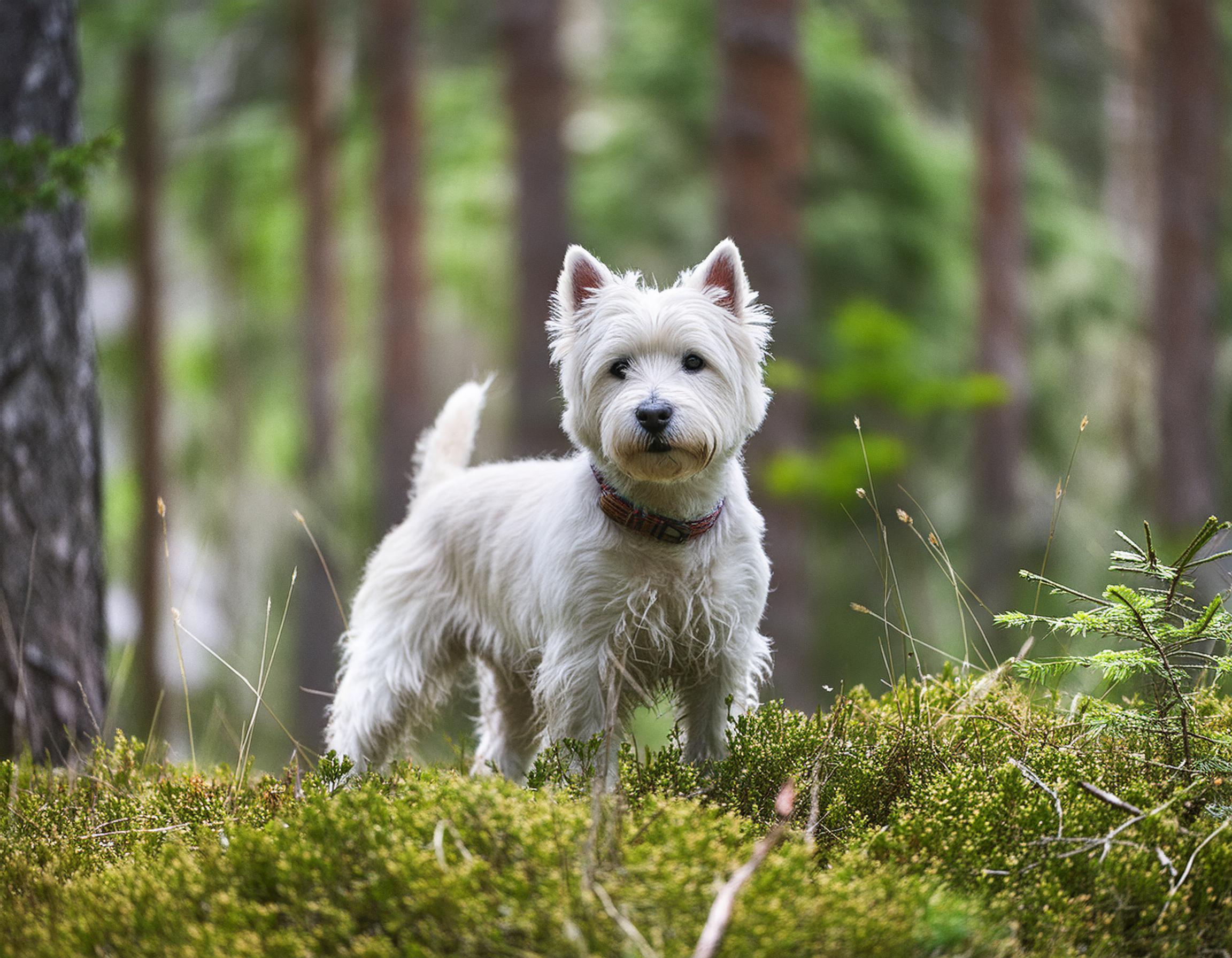 West highland white terrier