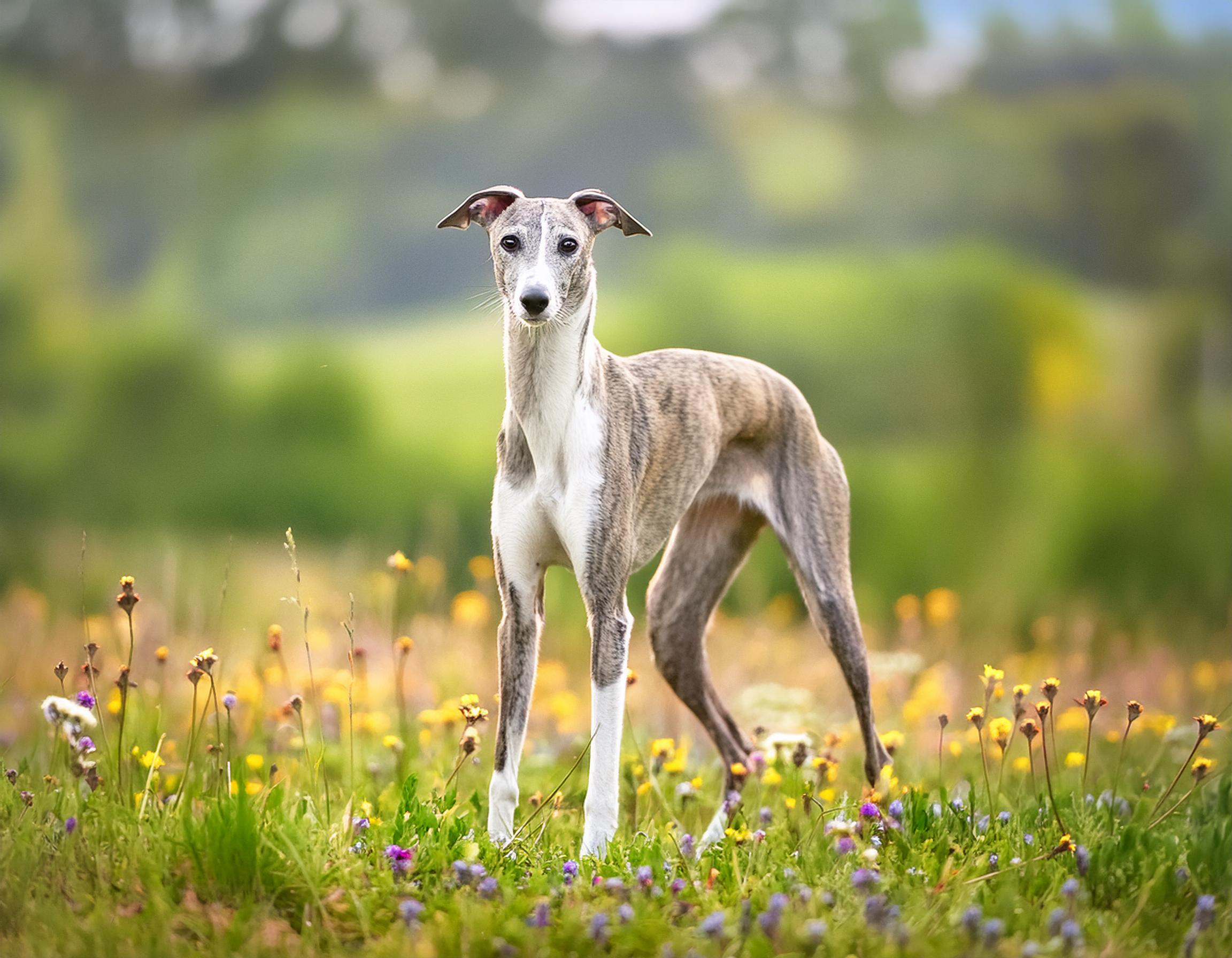 Whippet