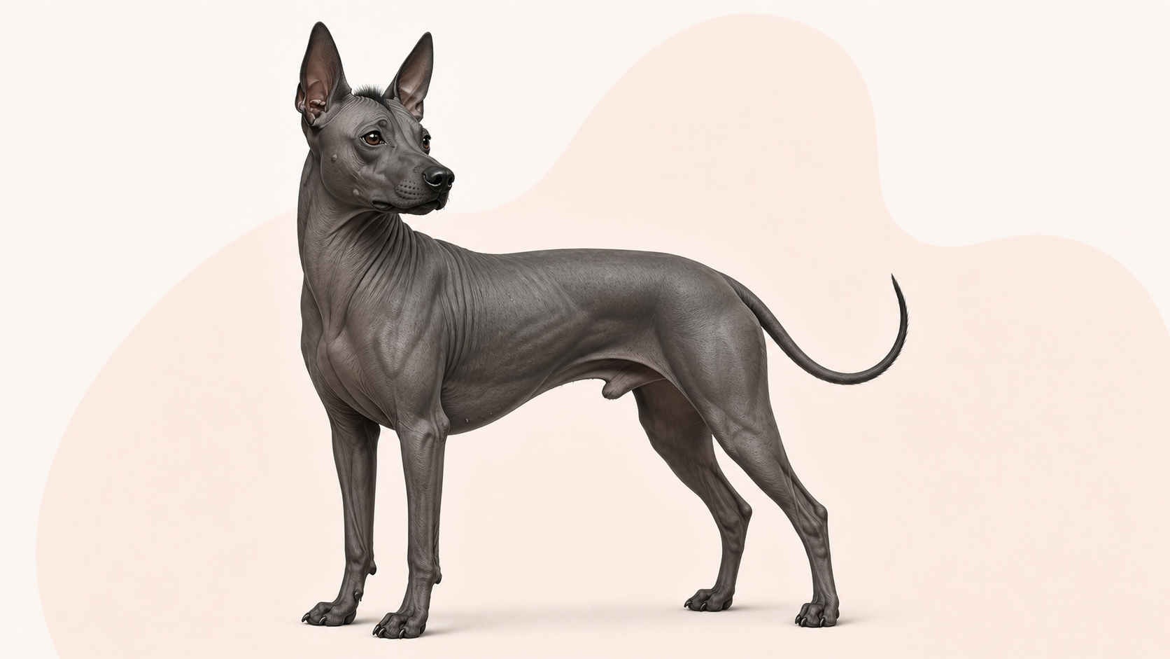Xoloitzcuintle