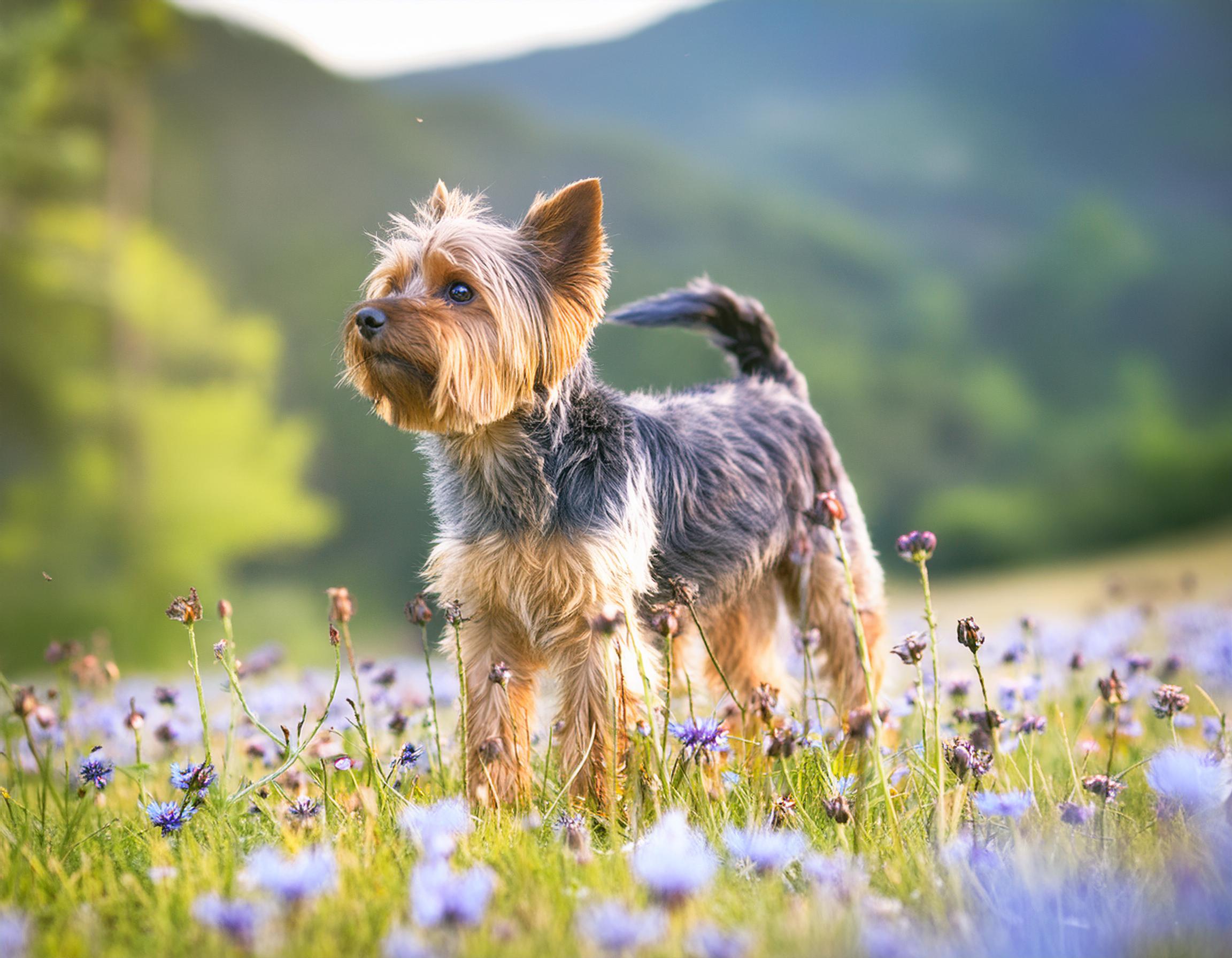 Yorkshireterrier