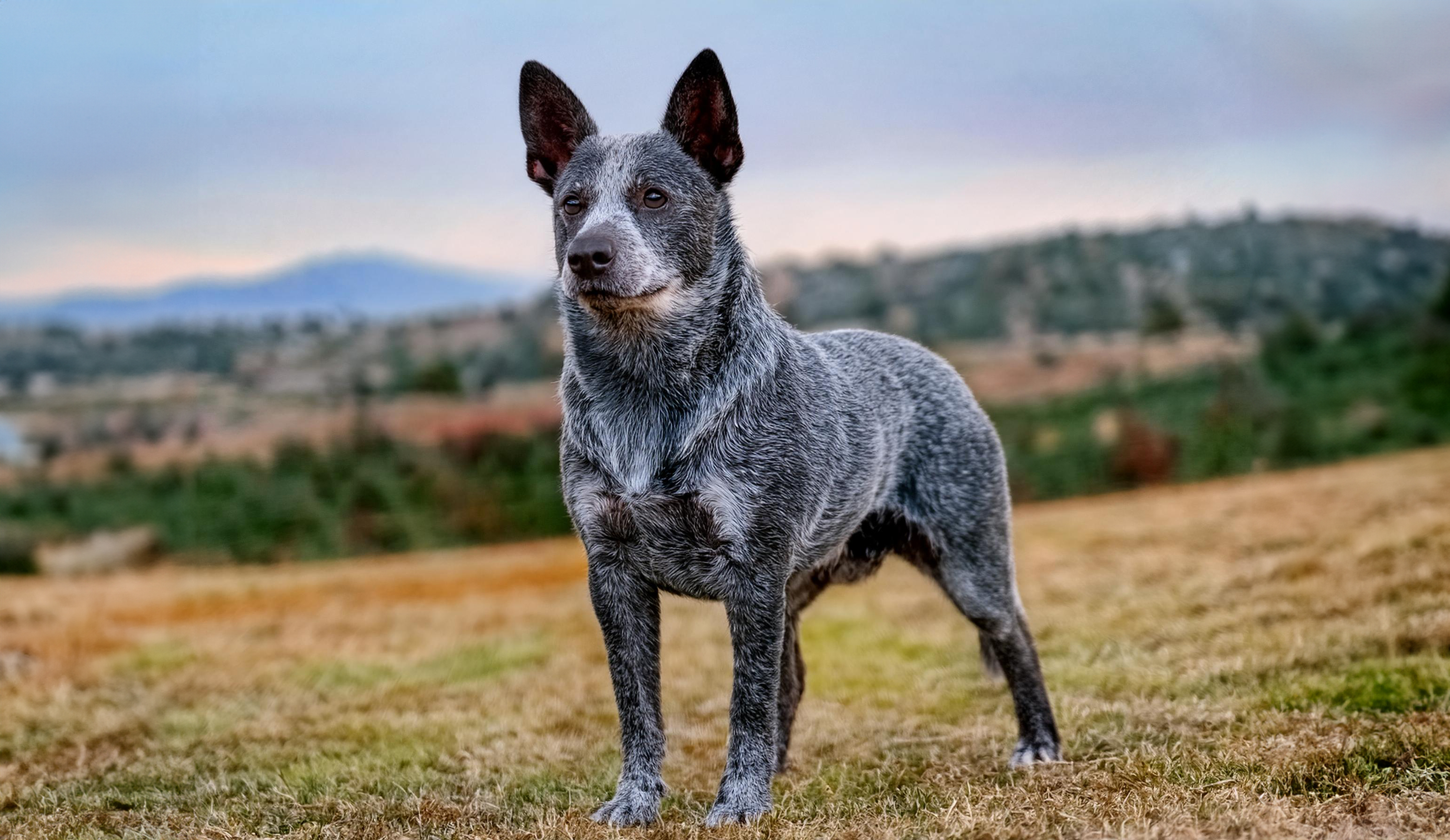 Australian stumpy tail cattle dog