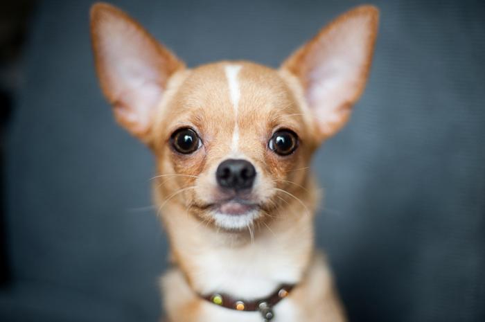 Chihuahua Korthårig
